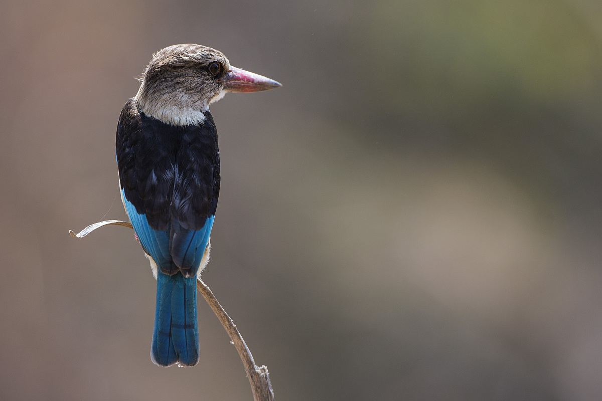 Grey-headed Kingfisher