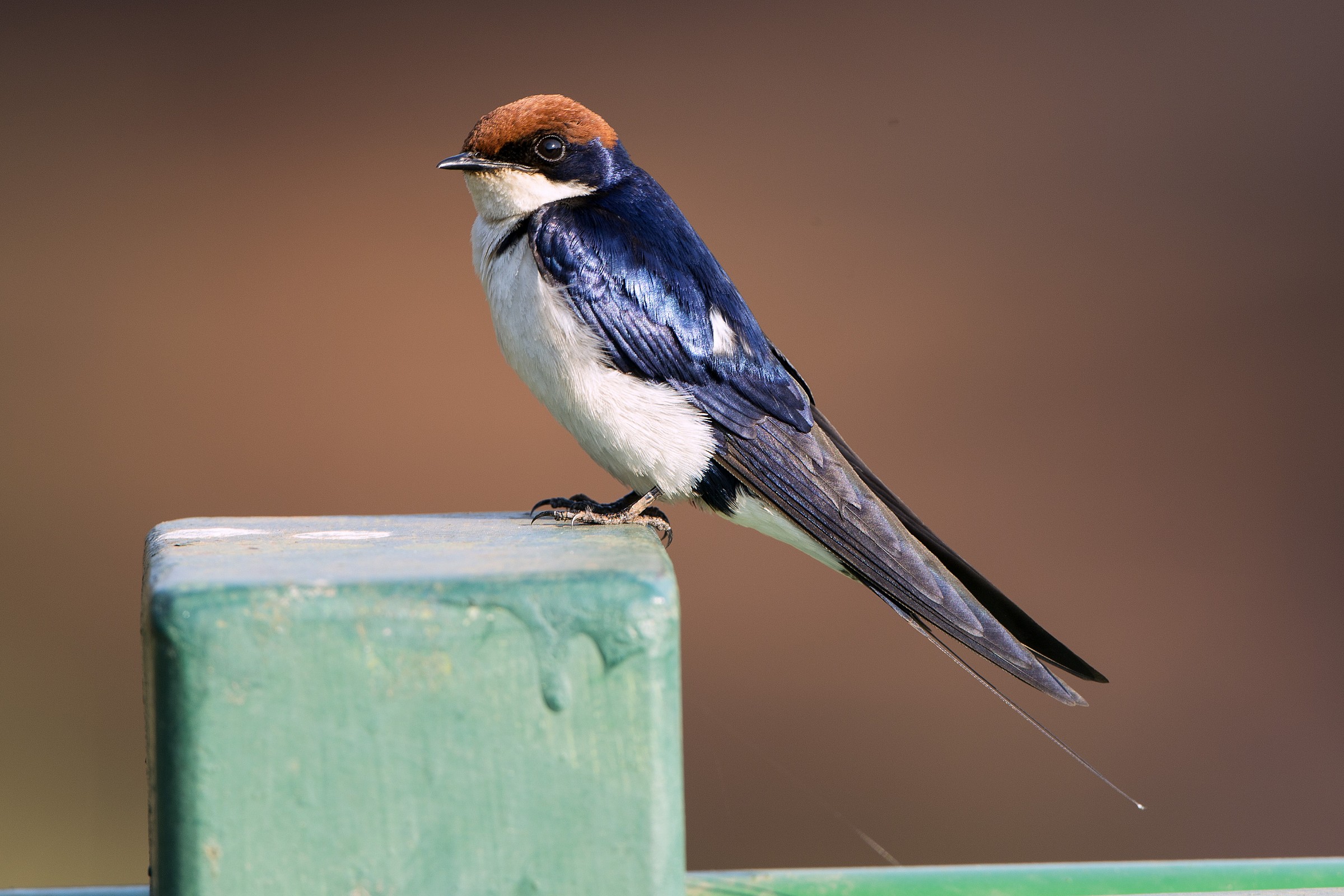 Wire-tailed swallow