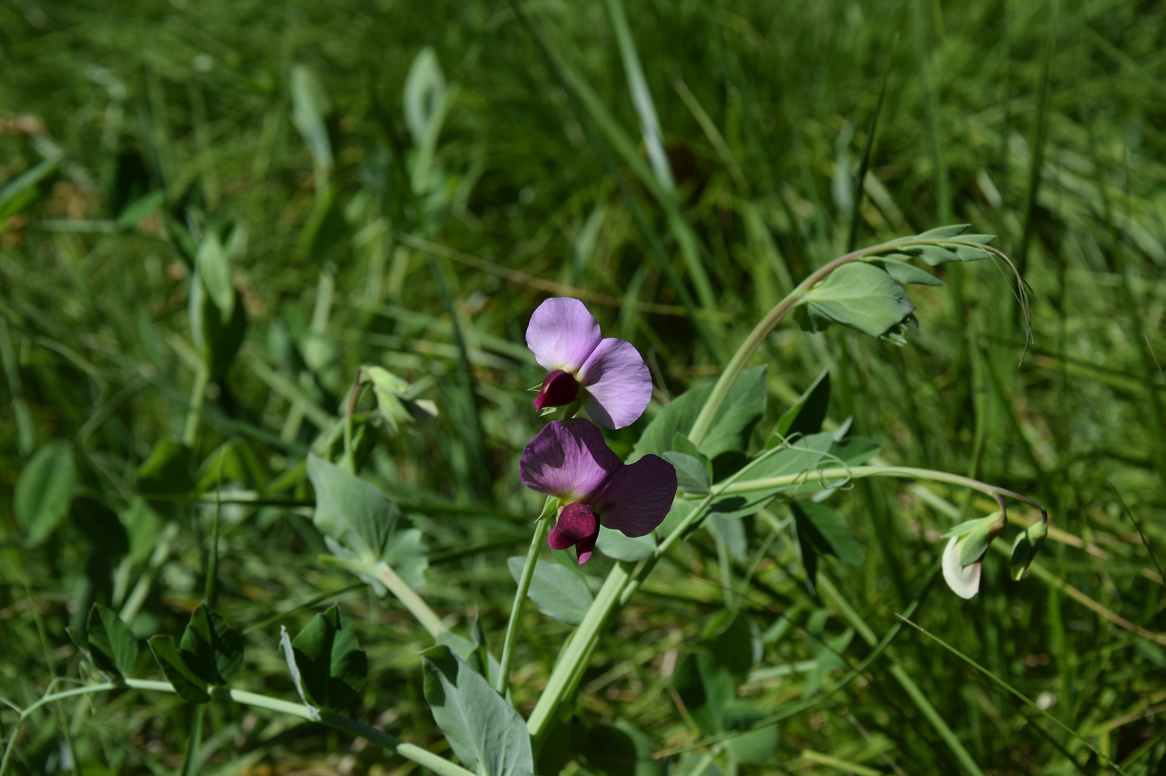 Orchidea reggia di Caserta