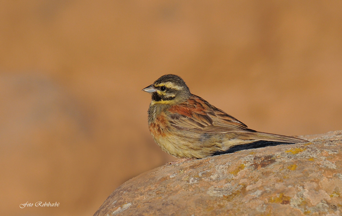 Arruffarsi all'alba...