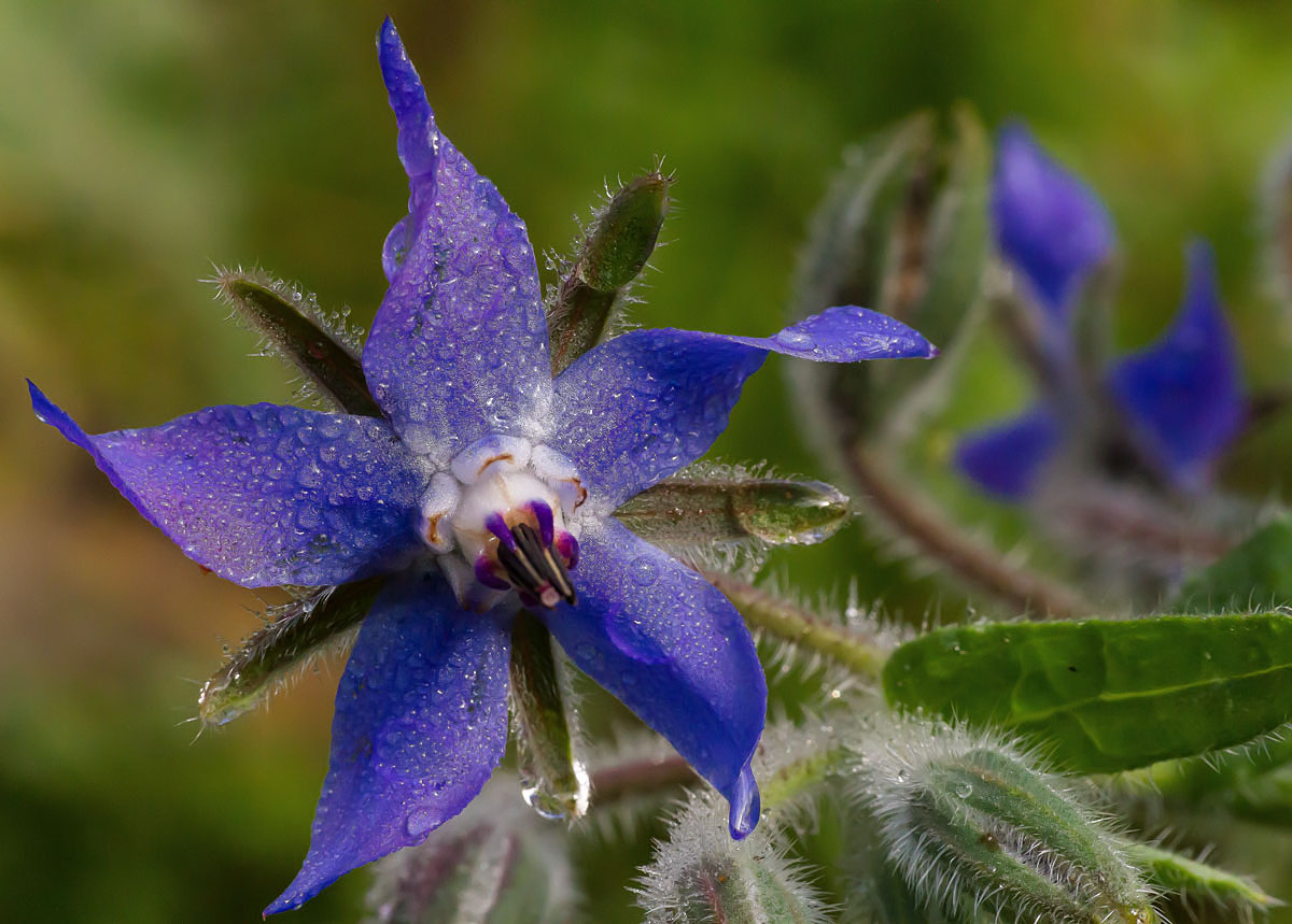 Borrago officinalis