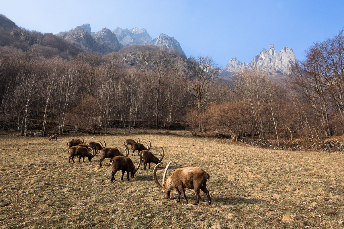 Small herd of male ibex grazing ...