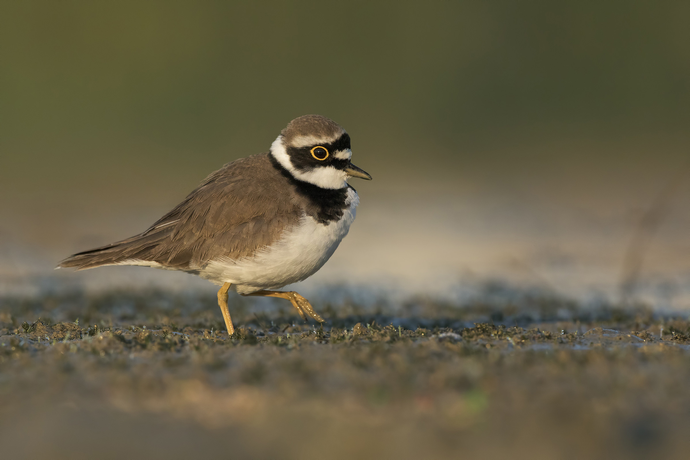Small courier