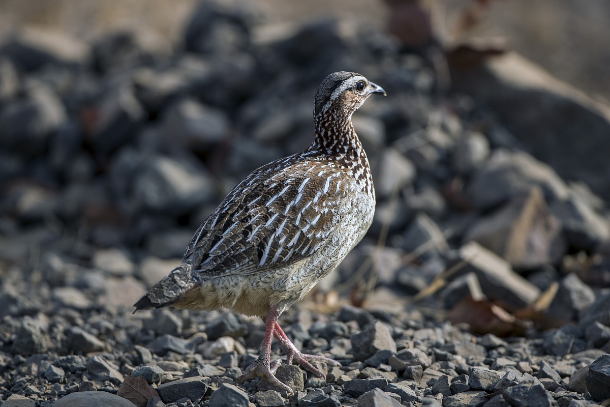 Pending identification