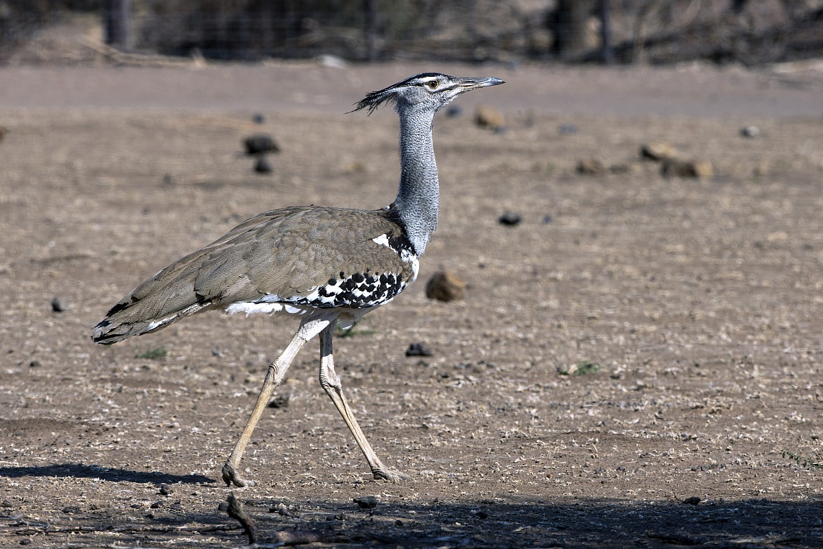 Kori Bustard of