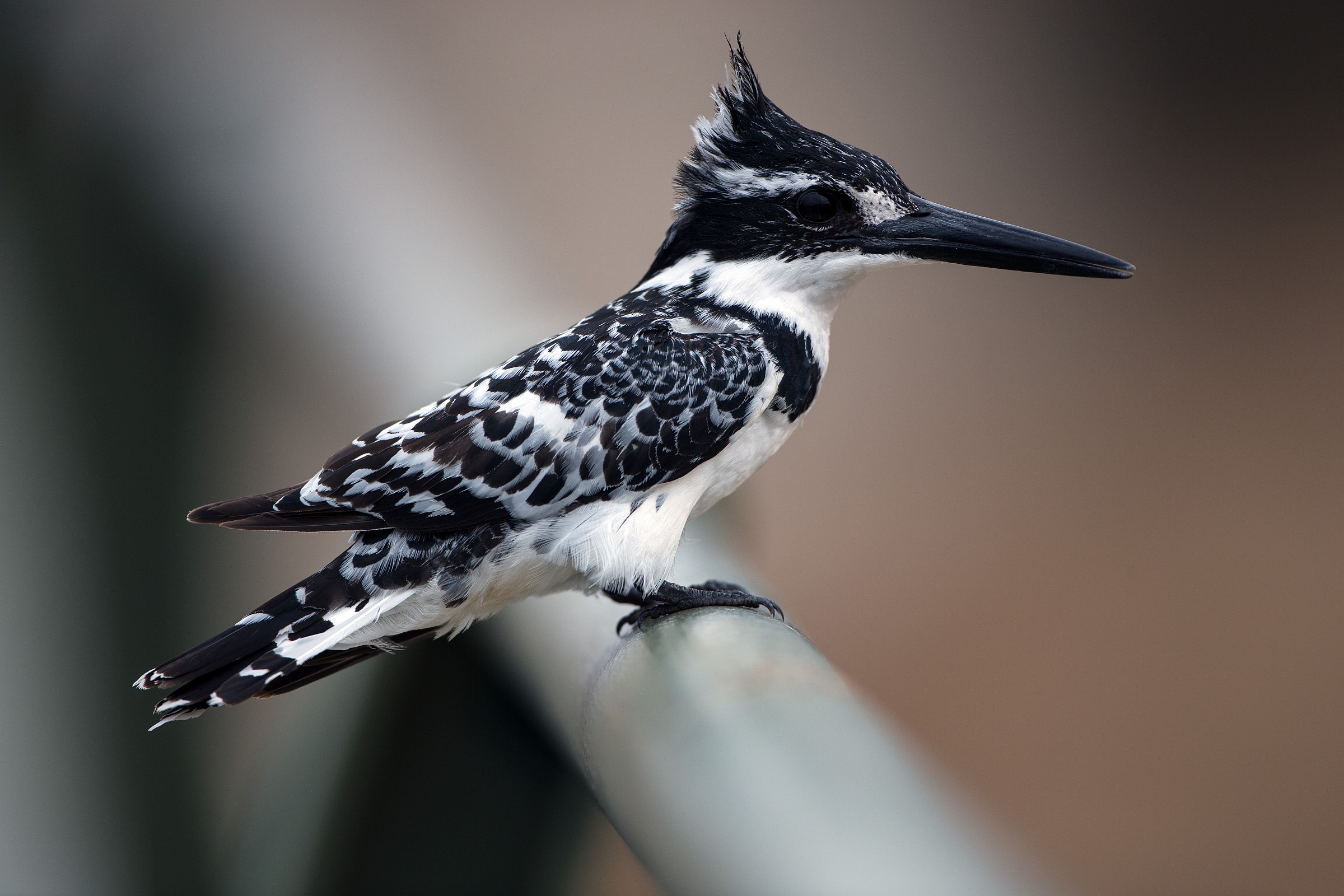 Kingfisher black and white