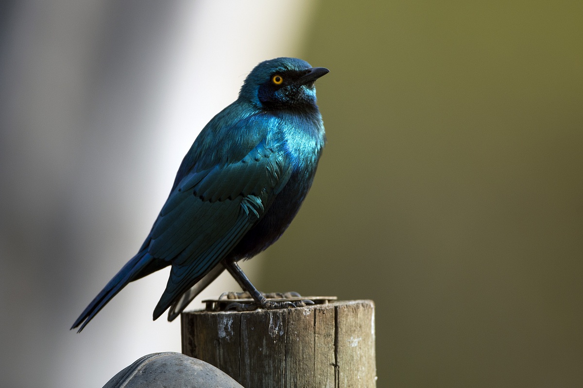 Greater blue-eared starling