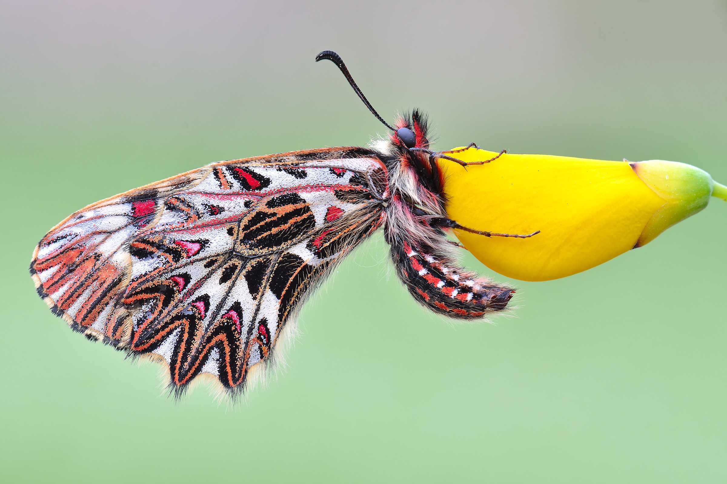 Zerynthia polyxena cassandra
