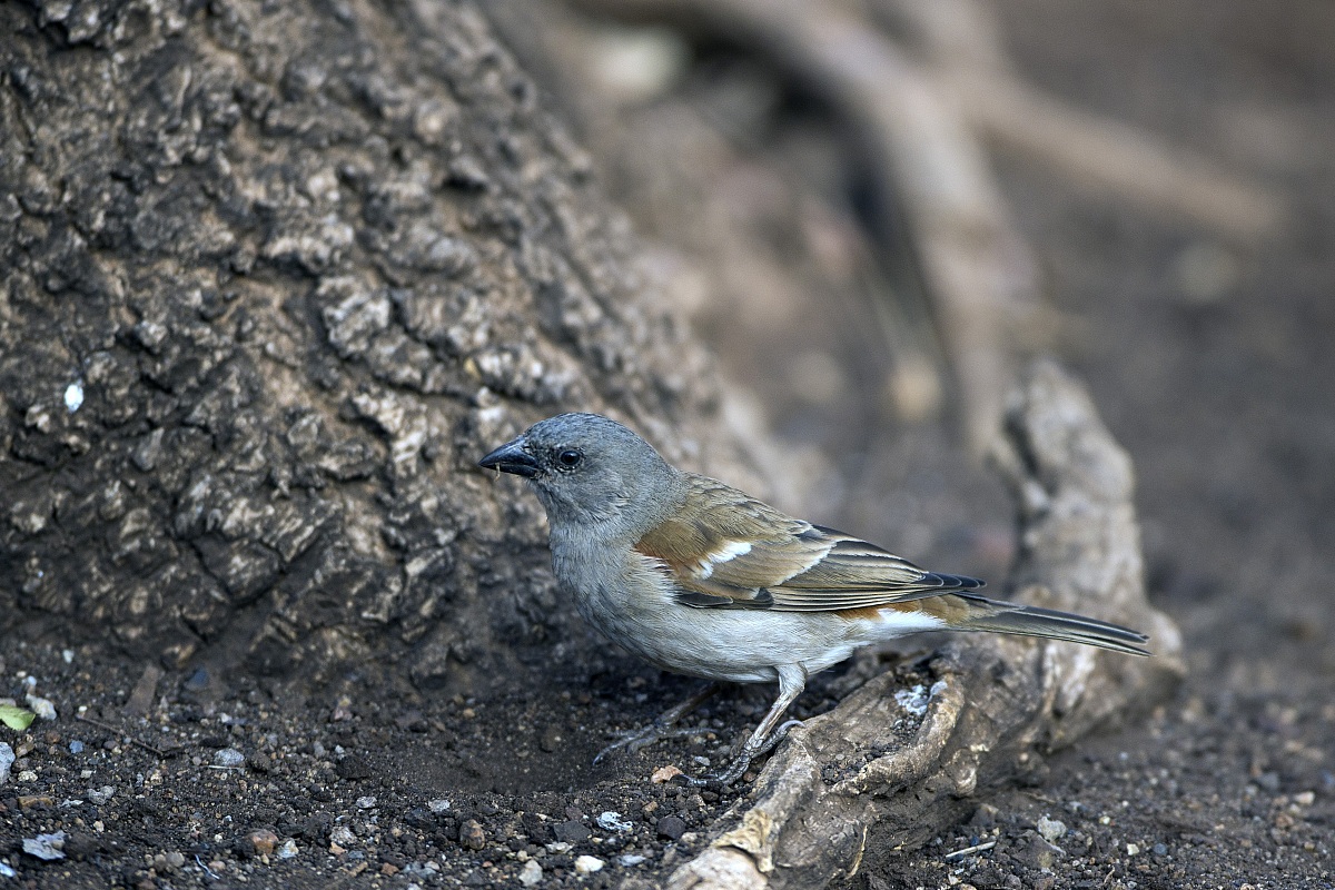 Pending identification