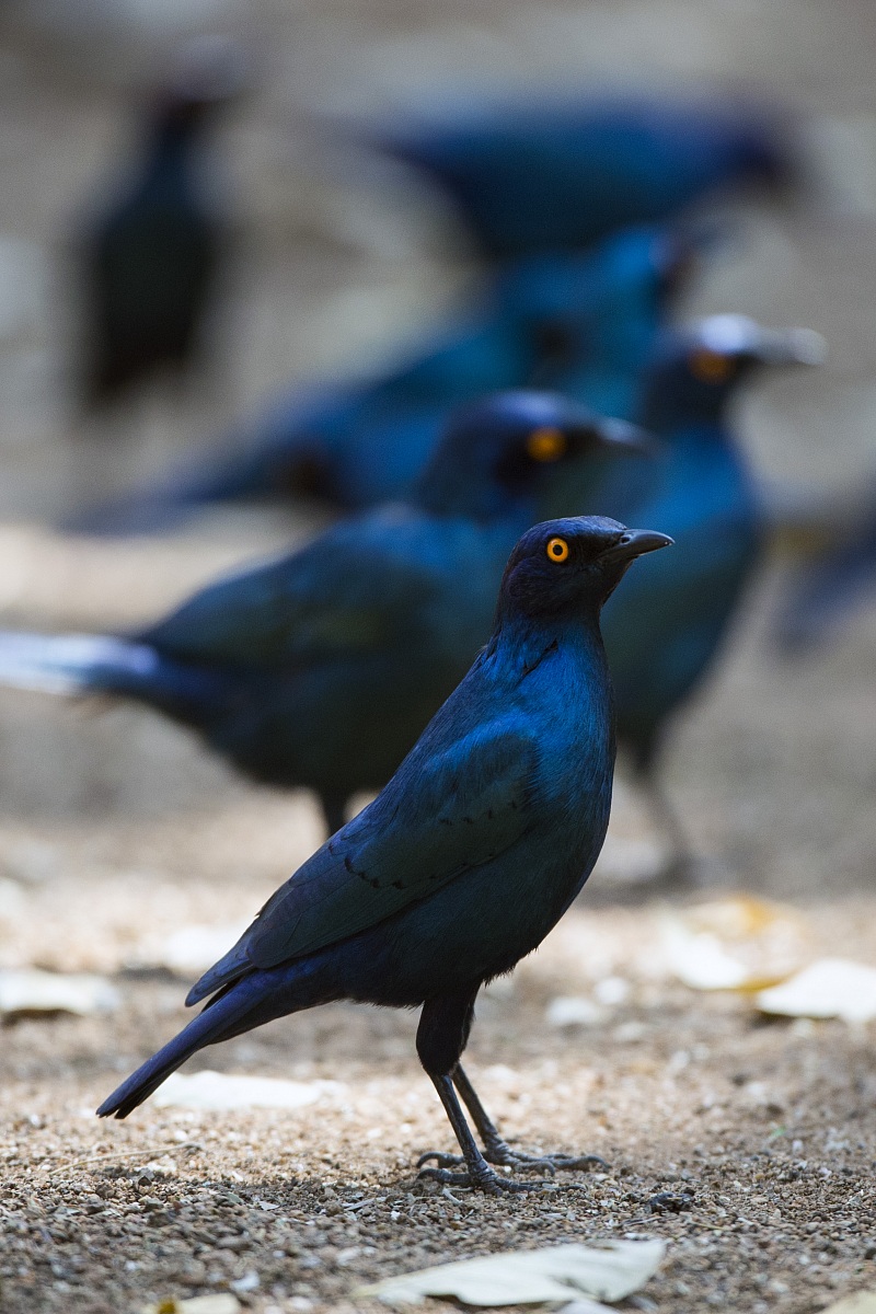 Greater blue-eared starling