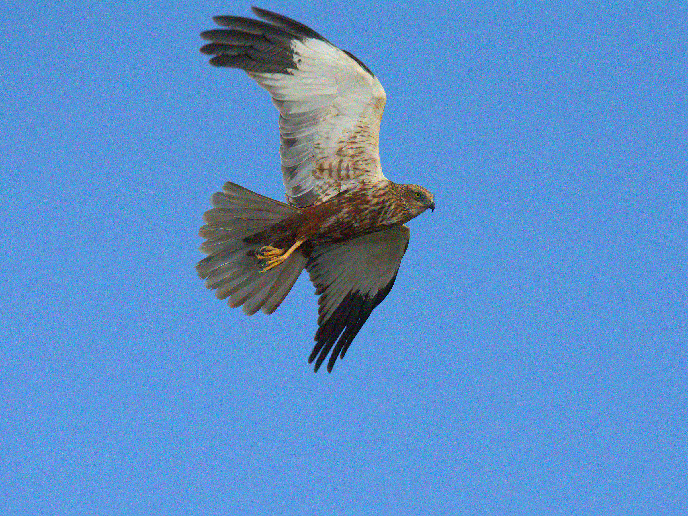 Marsh harrier