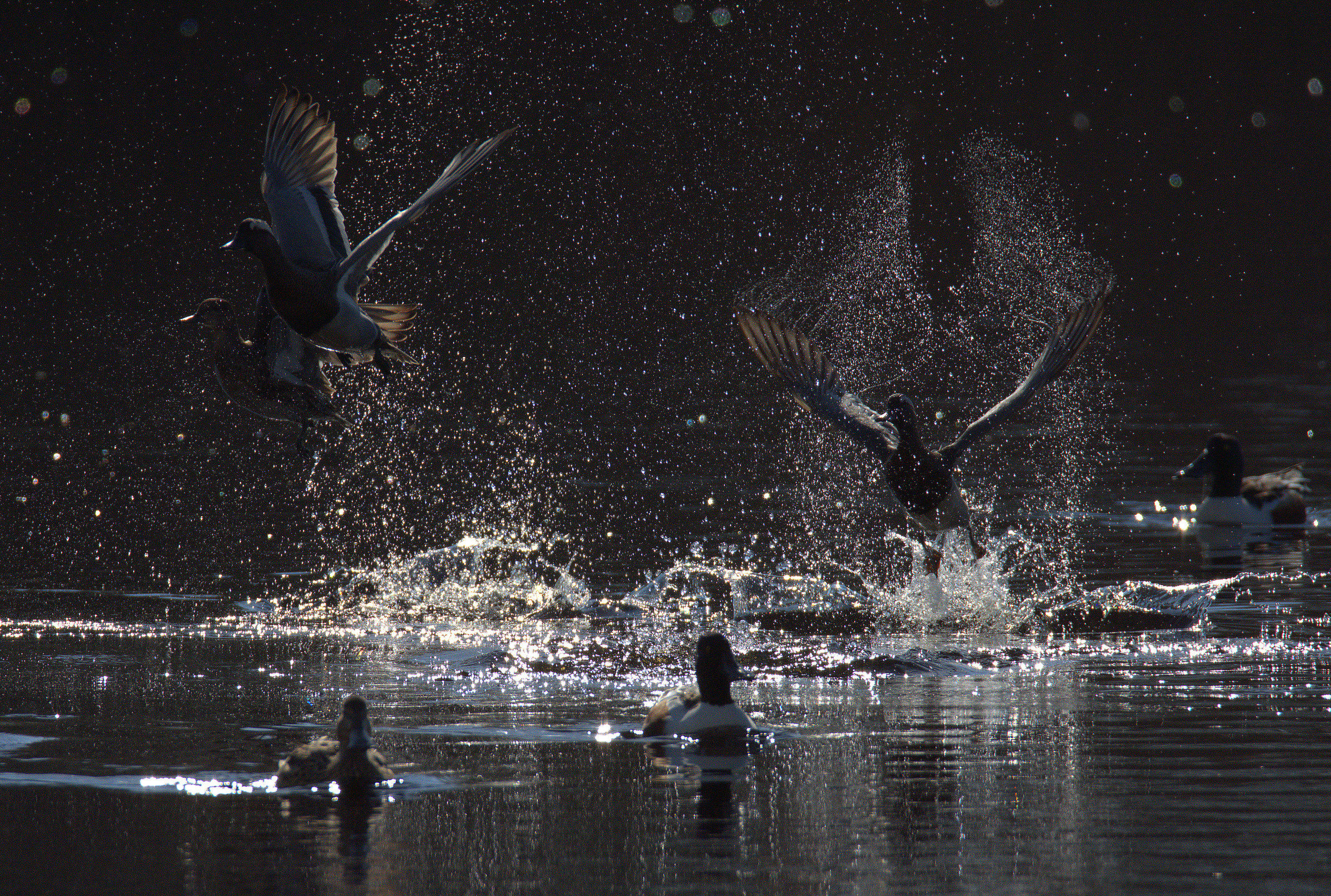 Spoonbills and Garganeys