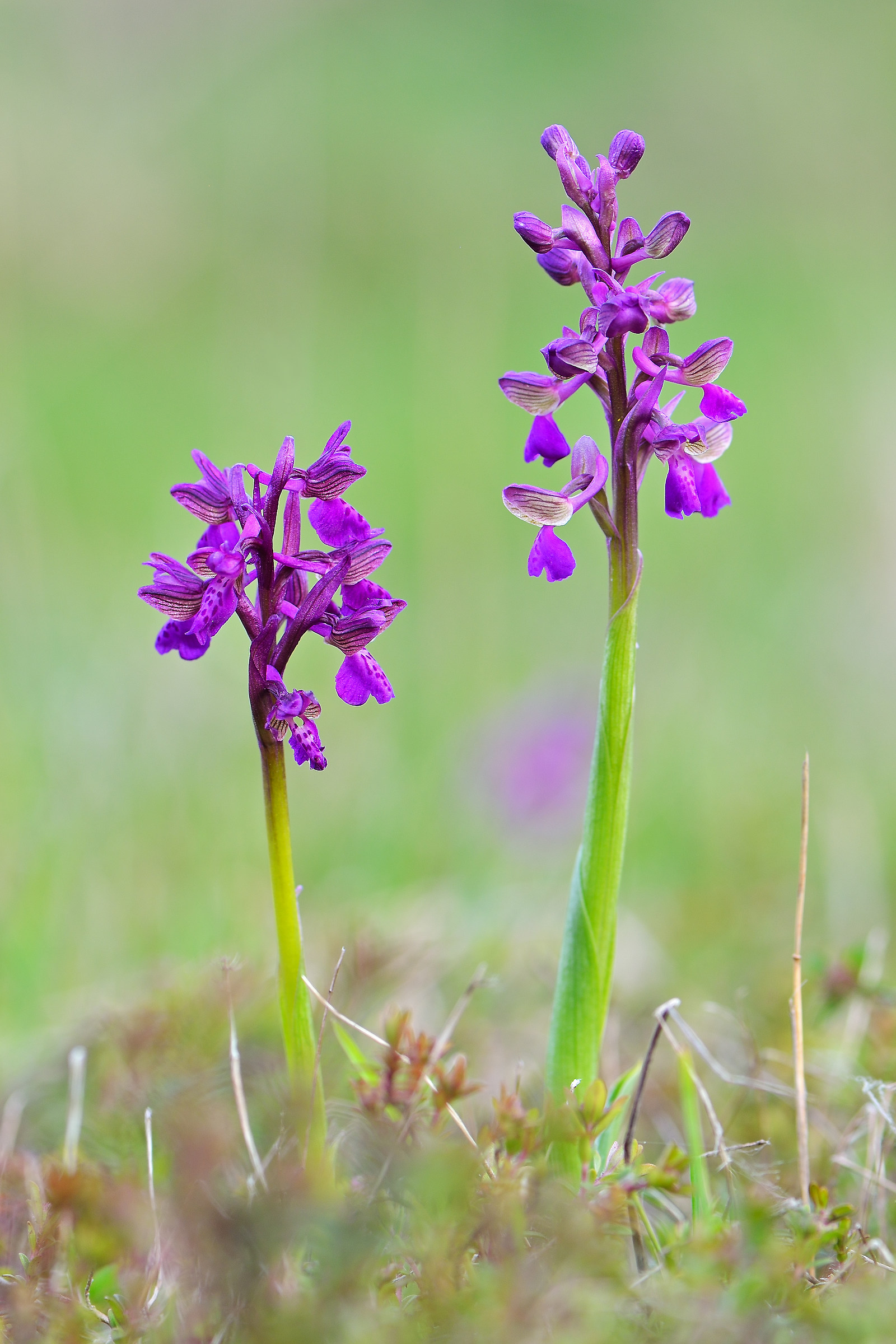 Anacamptis morio