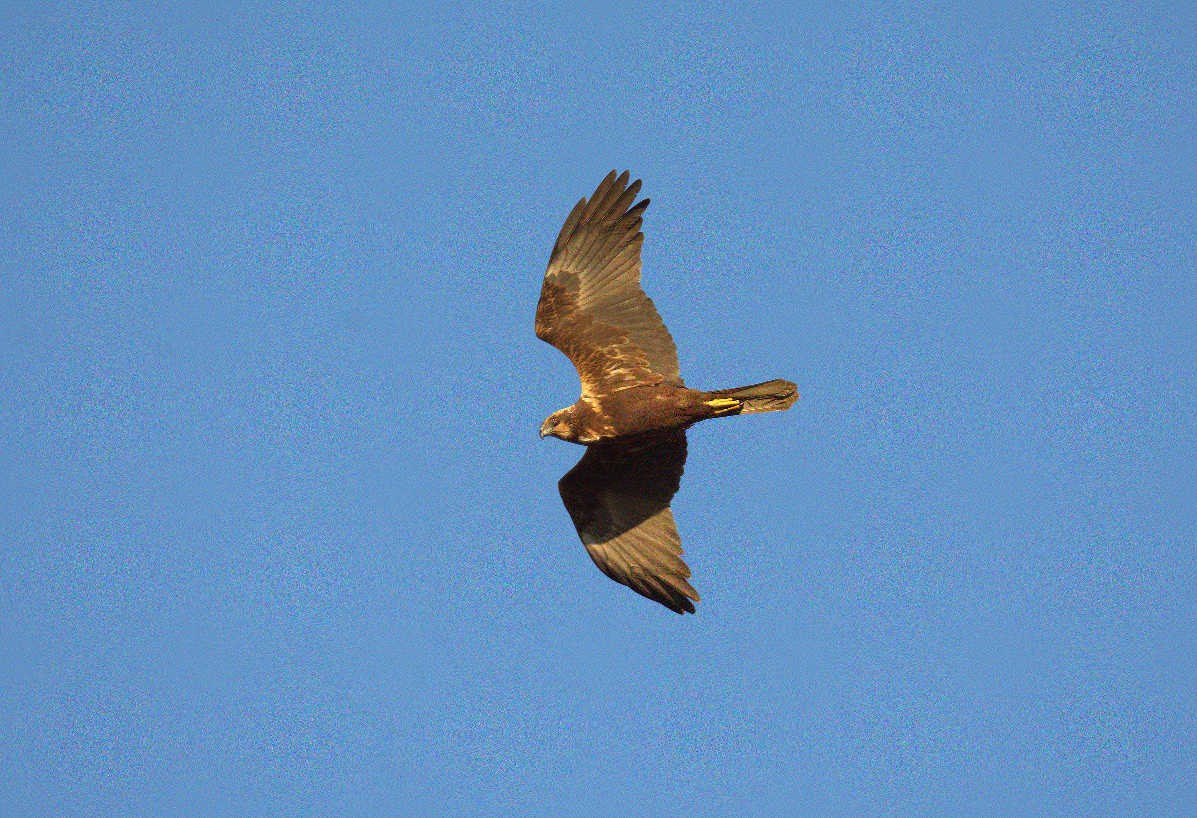 Marsh Harrier