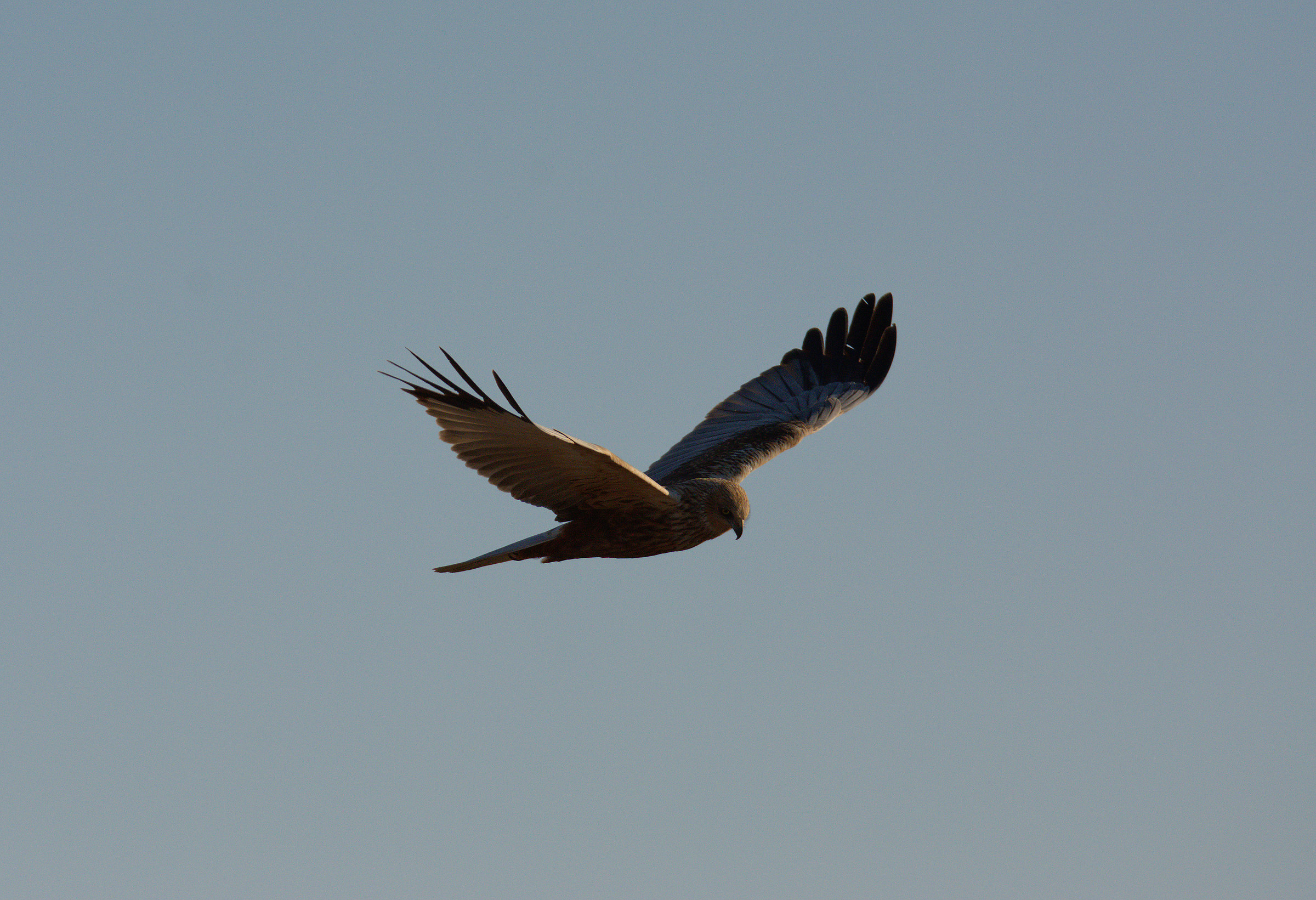 Marsh Harrier