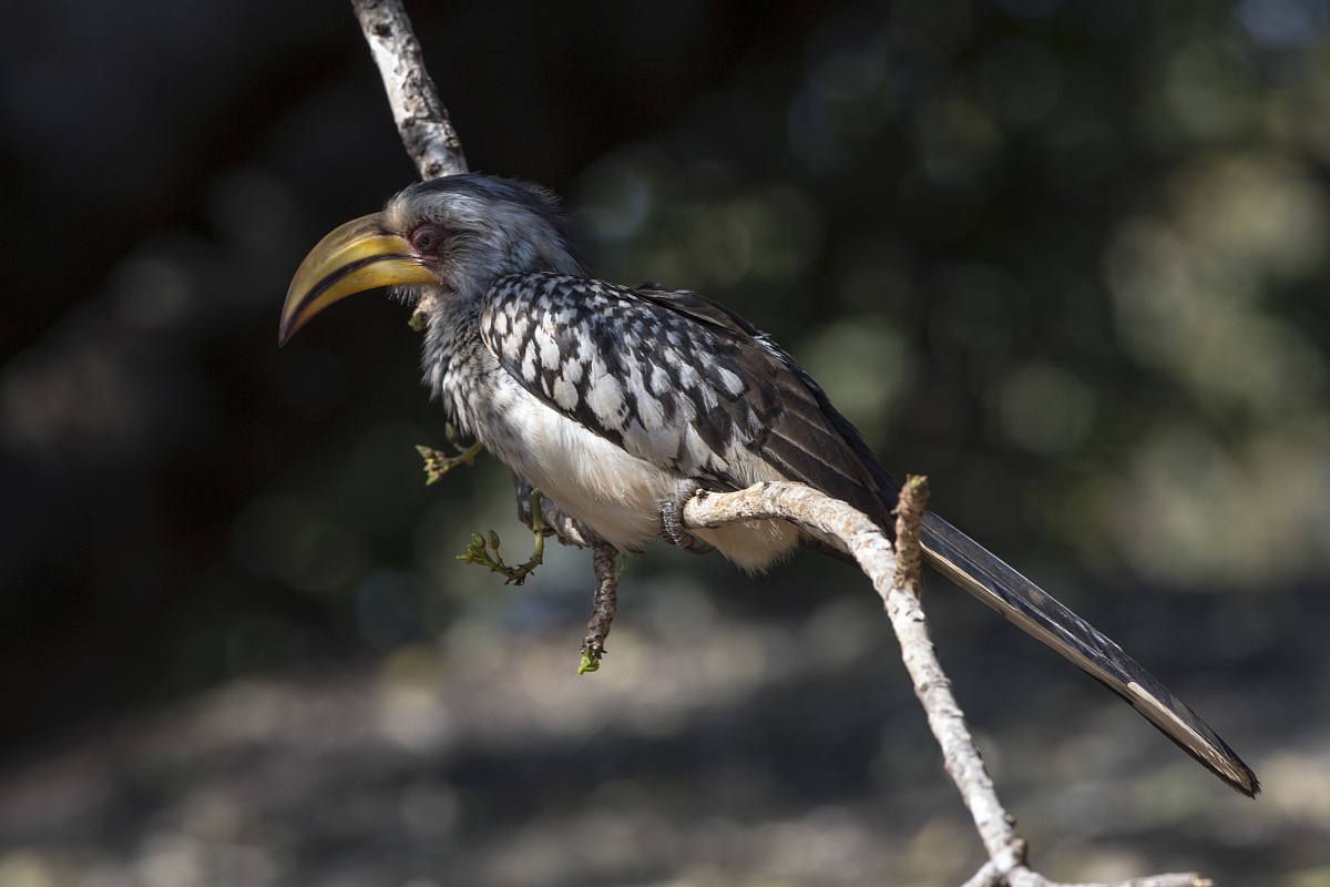 Yellow-billed Hornbill