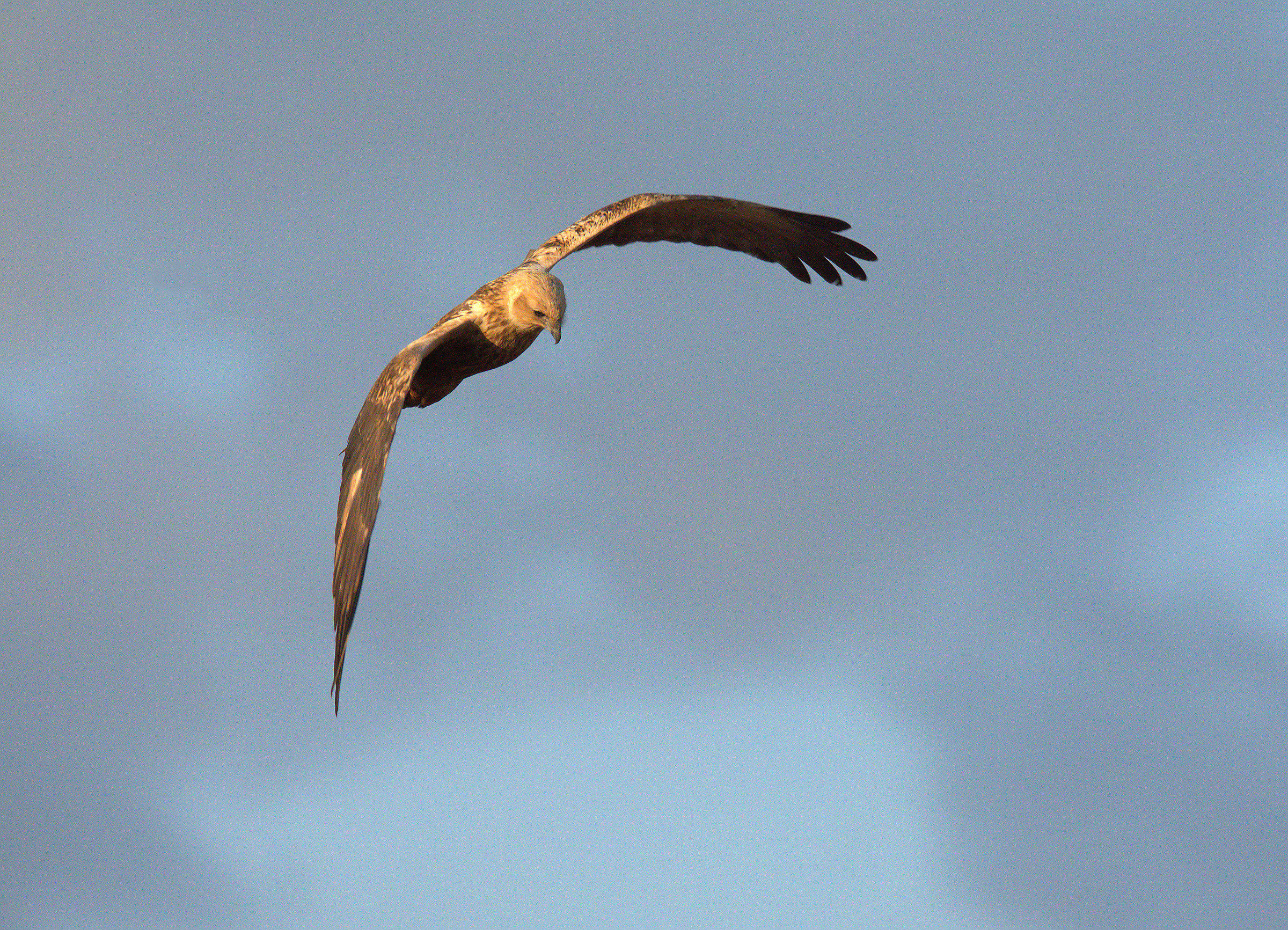 Marsh harrier