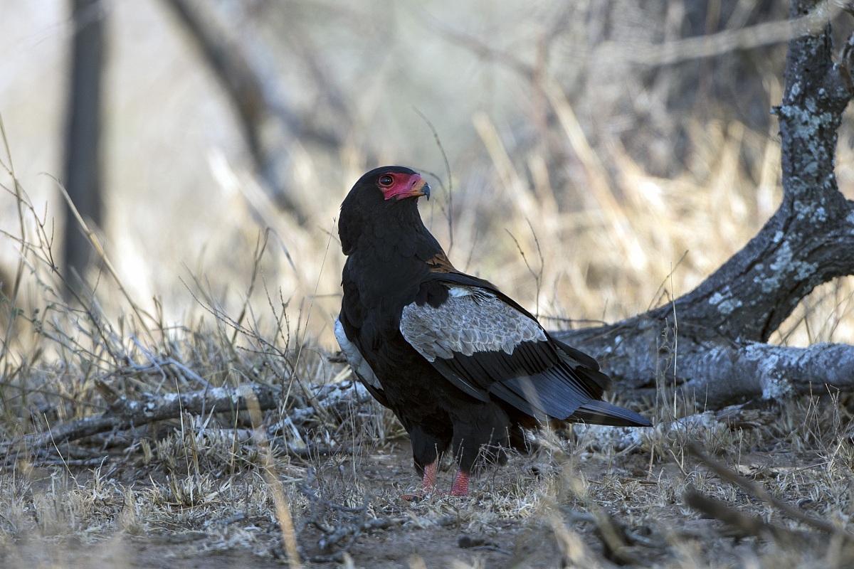 Falco juggler (eagle)