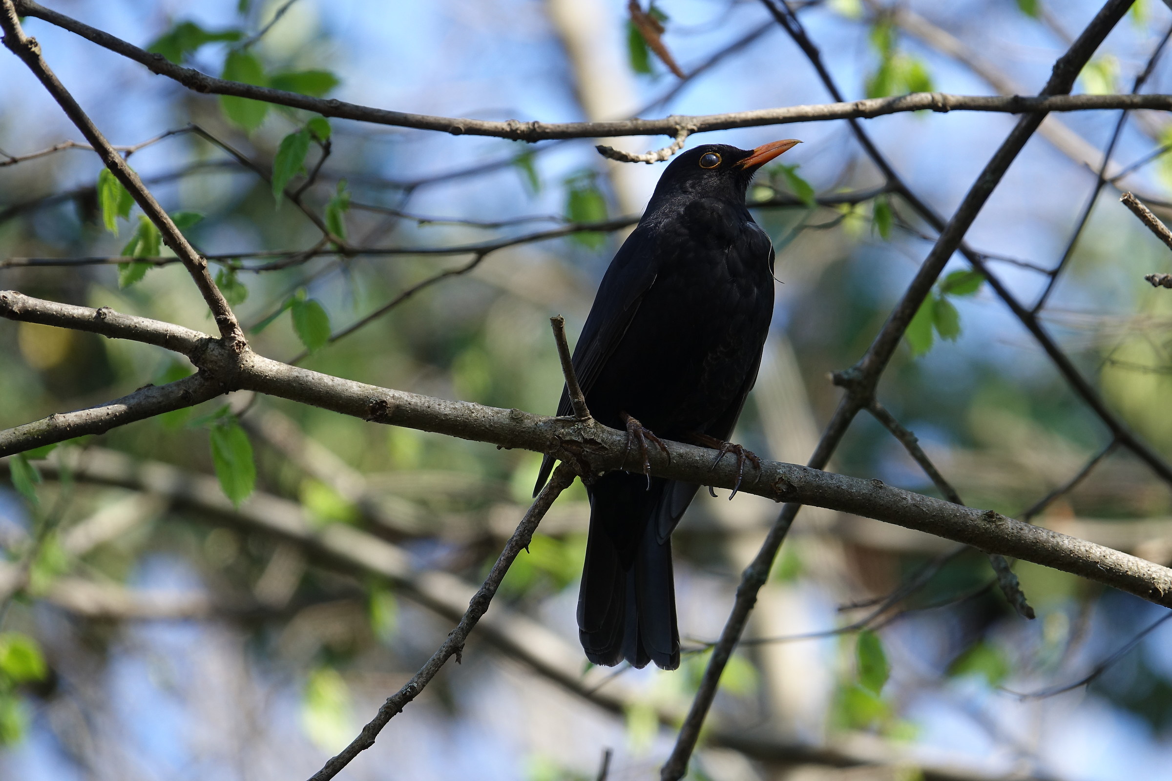 male blackbird - forests Caraglio