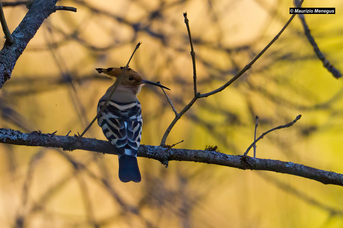 L'upupa sulle Dolomiti