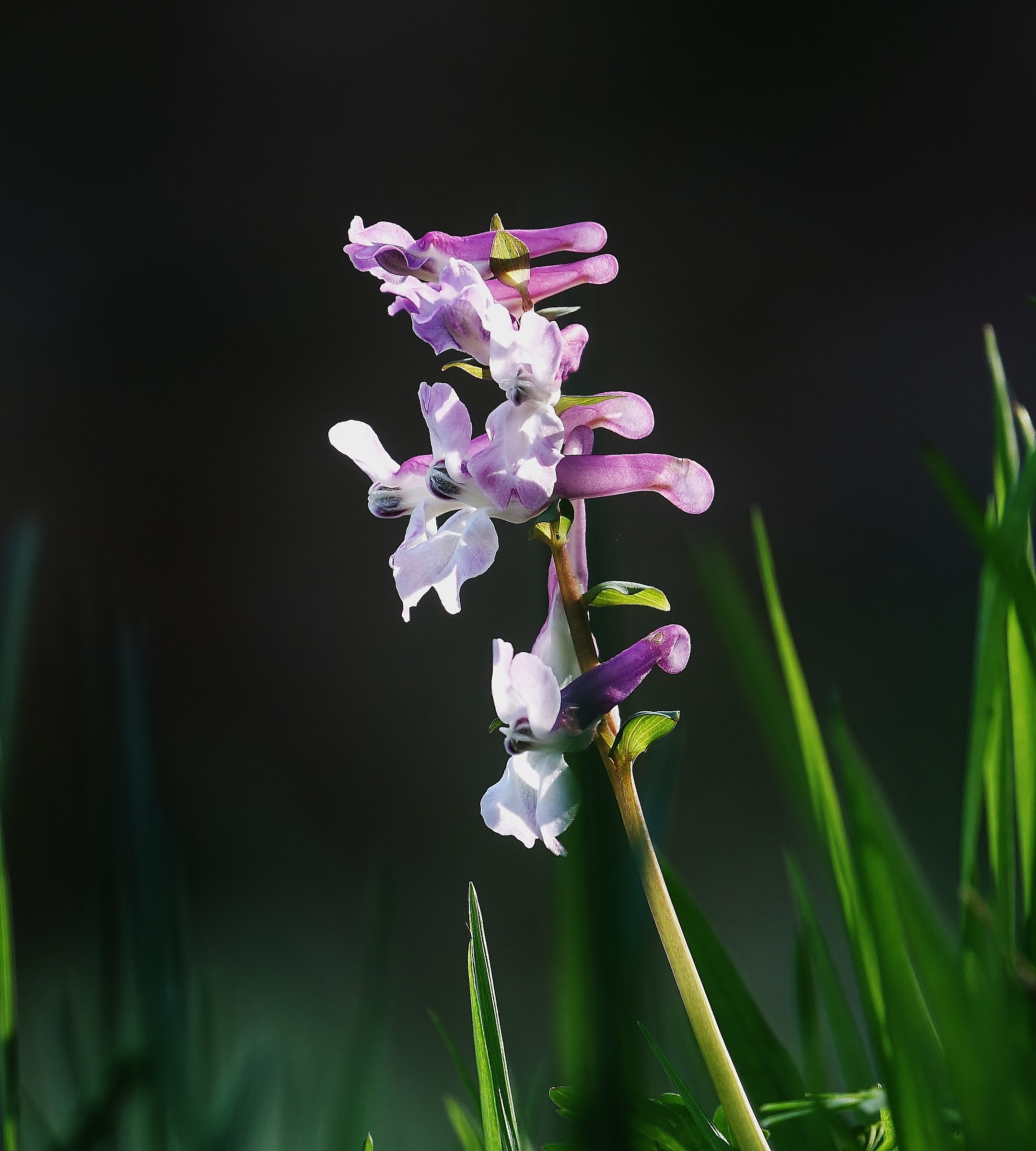 spontaneous orchid - forests Caraglio