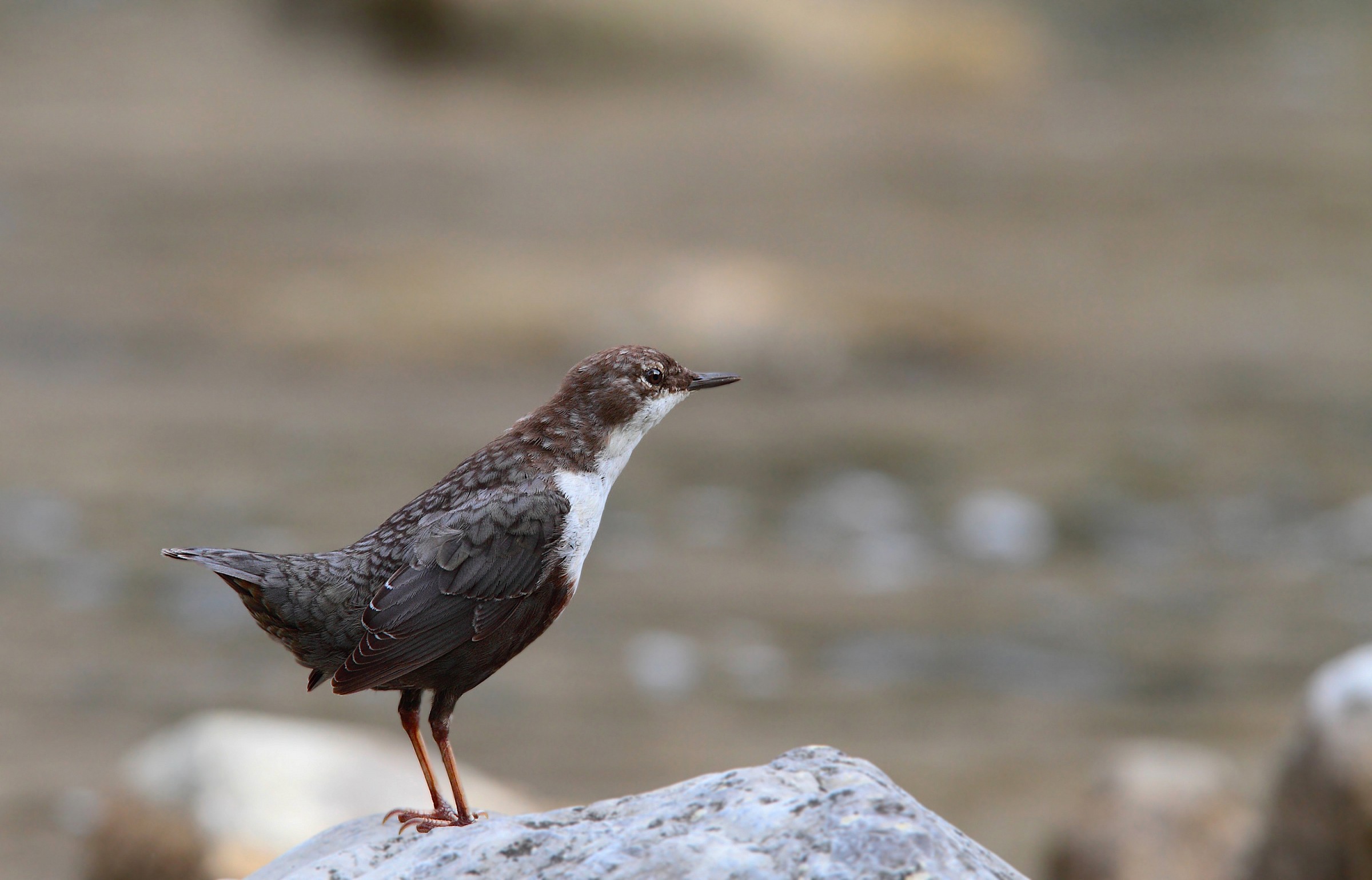Young dipper