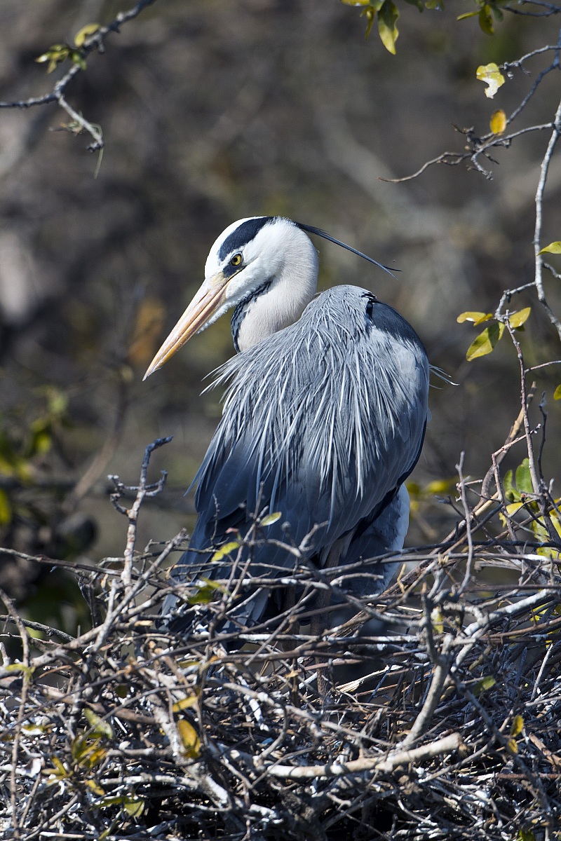 Gray heron (black neck?)