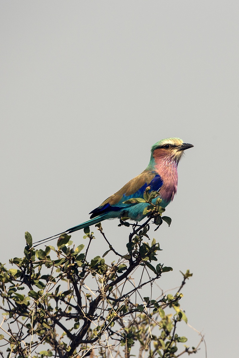 European roller