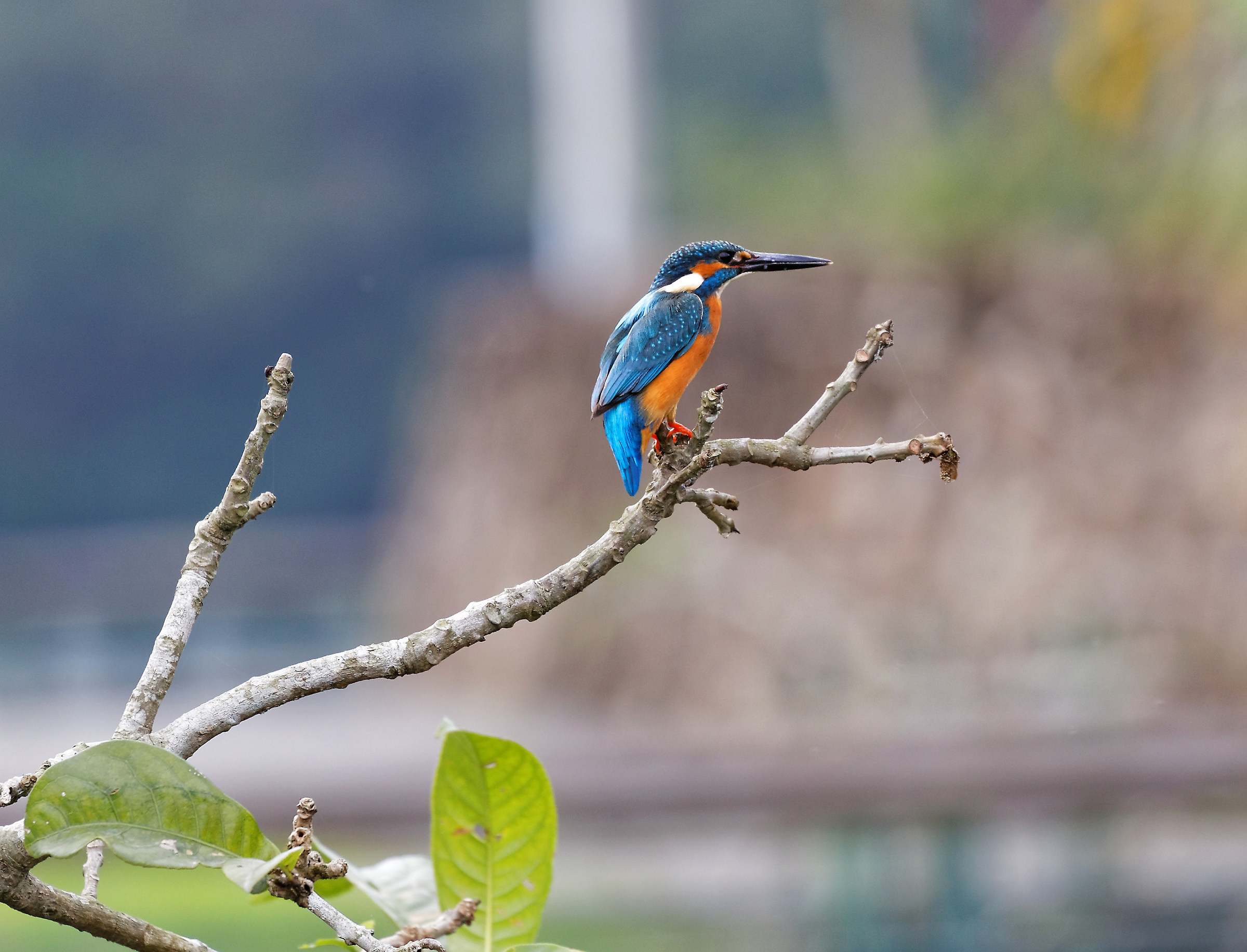 Martin Pescatore (Taiwanese version)