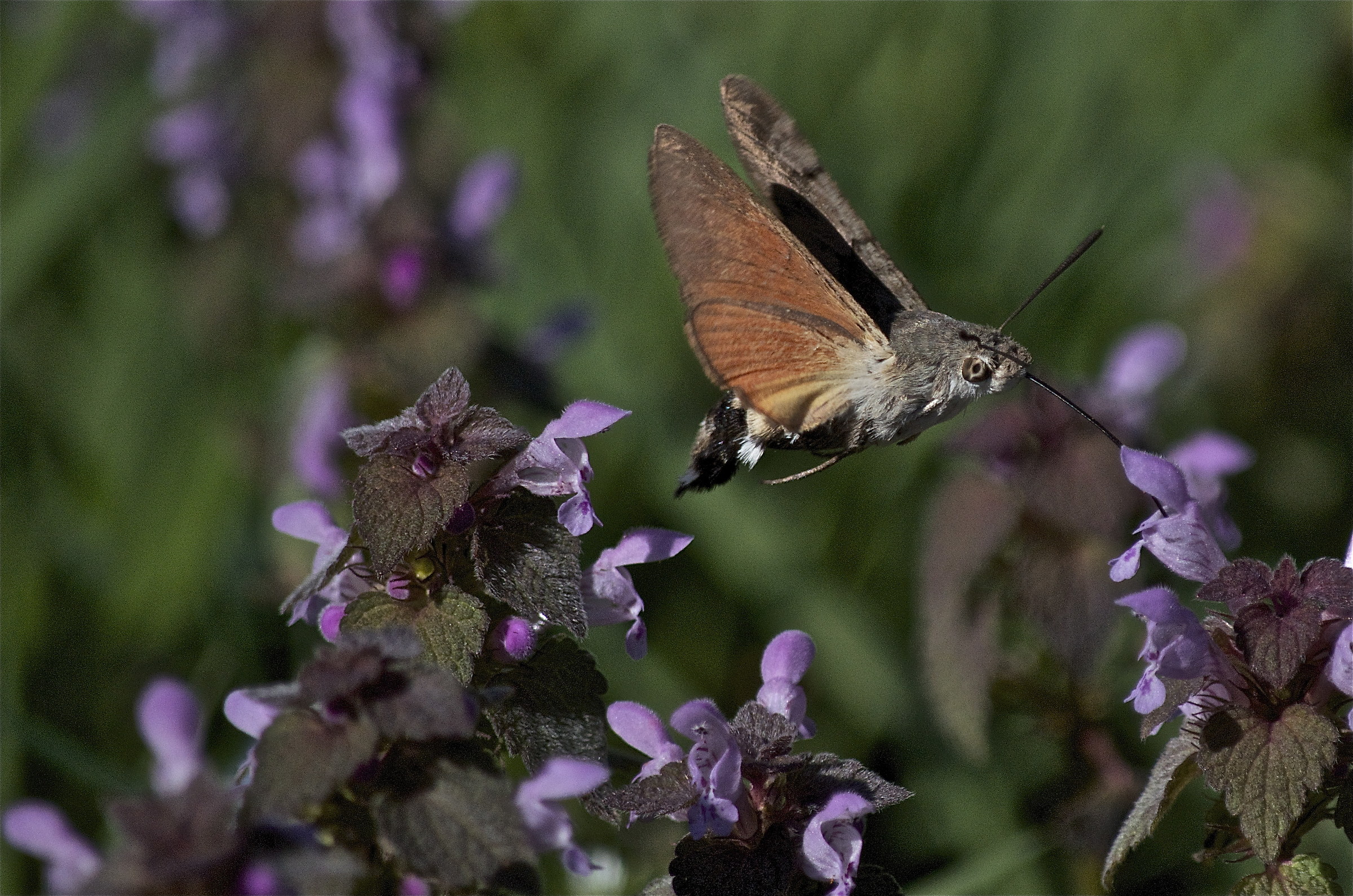macroglossum stellatarum