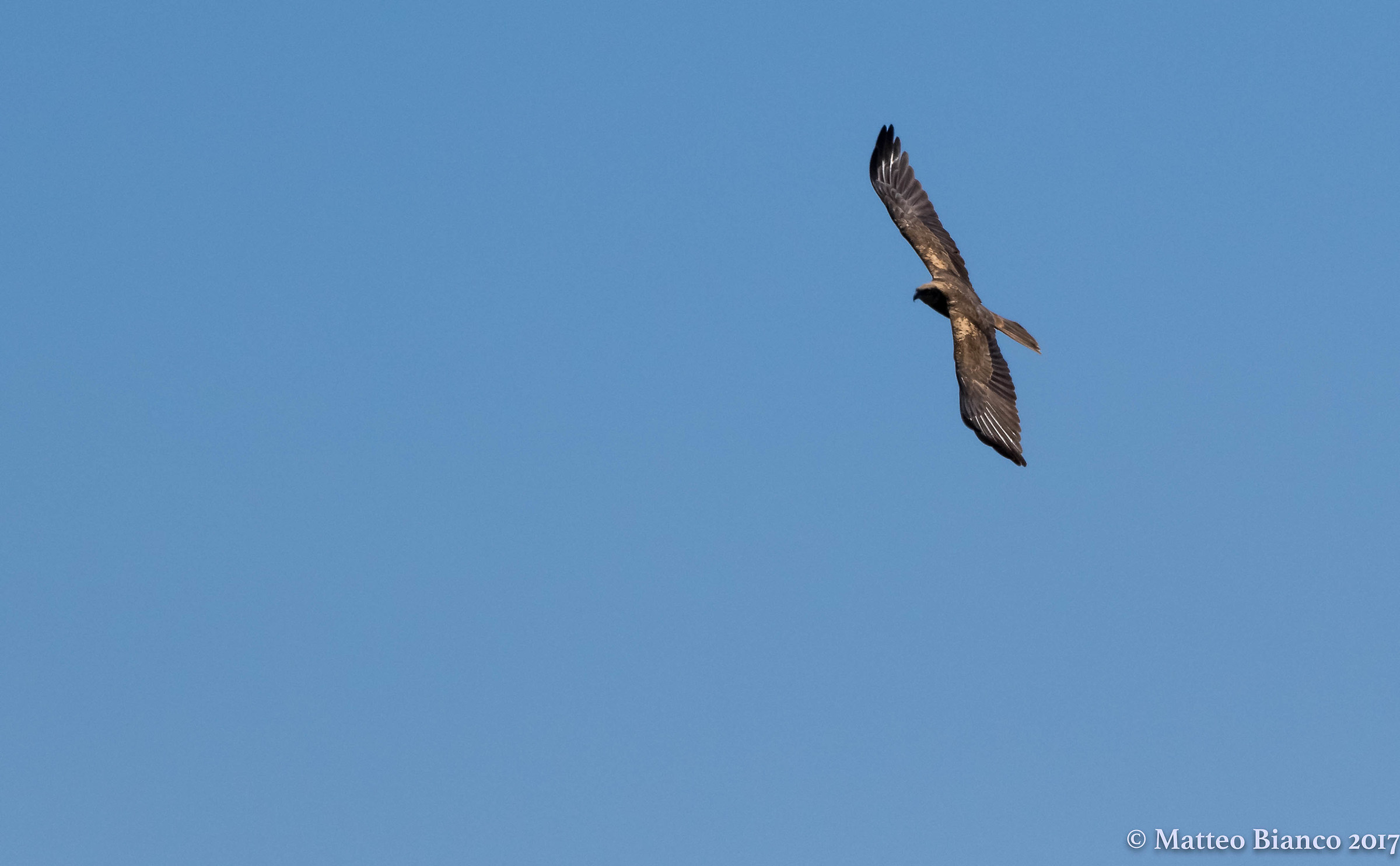 Marsh Harrier