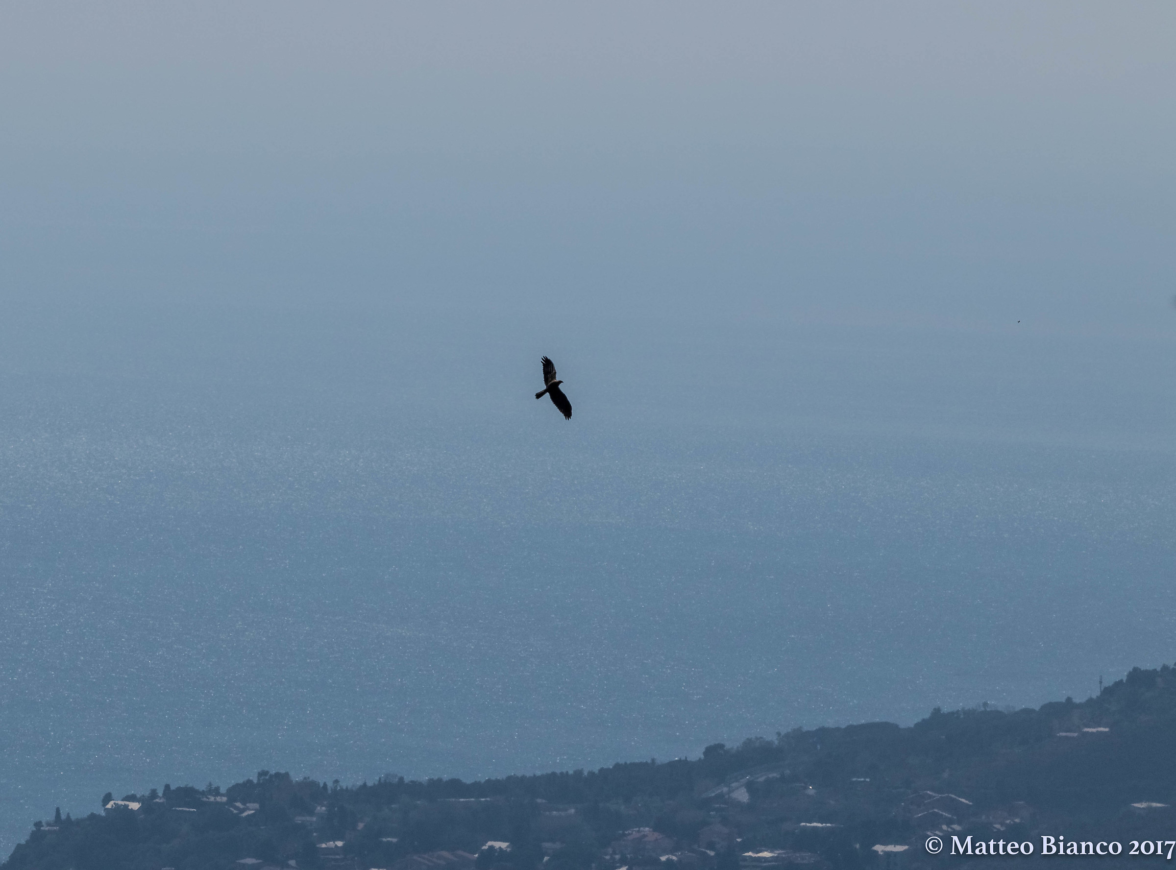 Falco over the sea ...