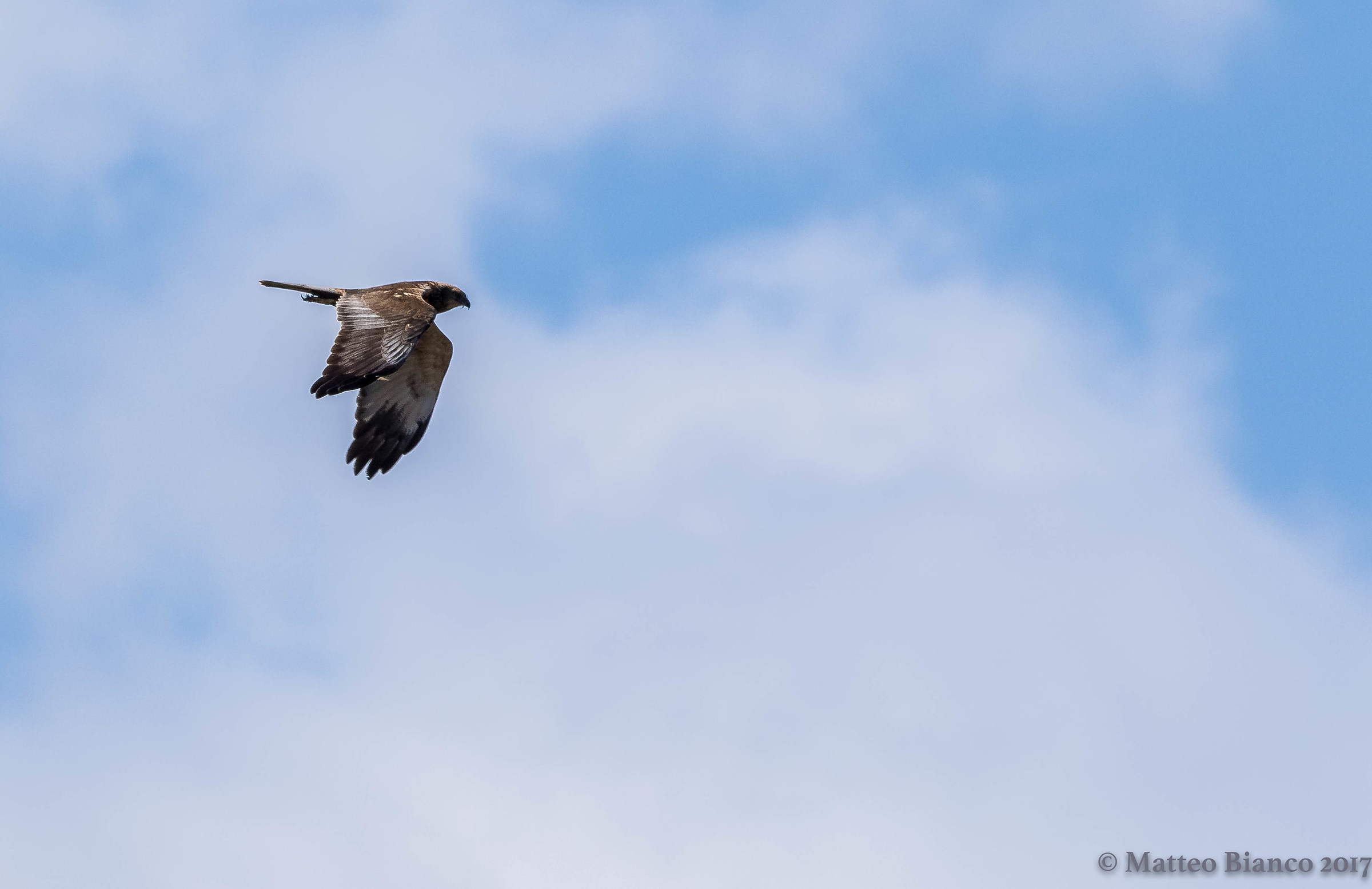 Marsh Harrier