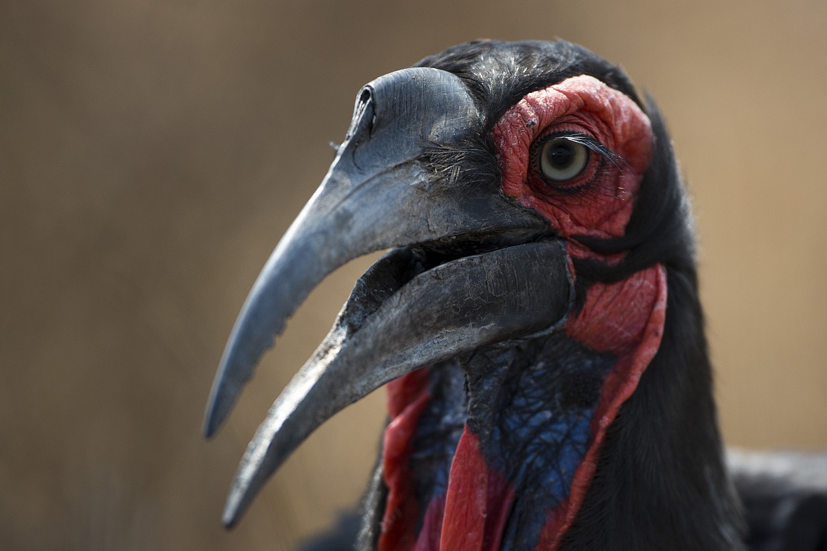 Hornbill