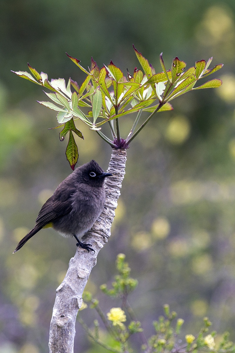 Cape bulbul