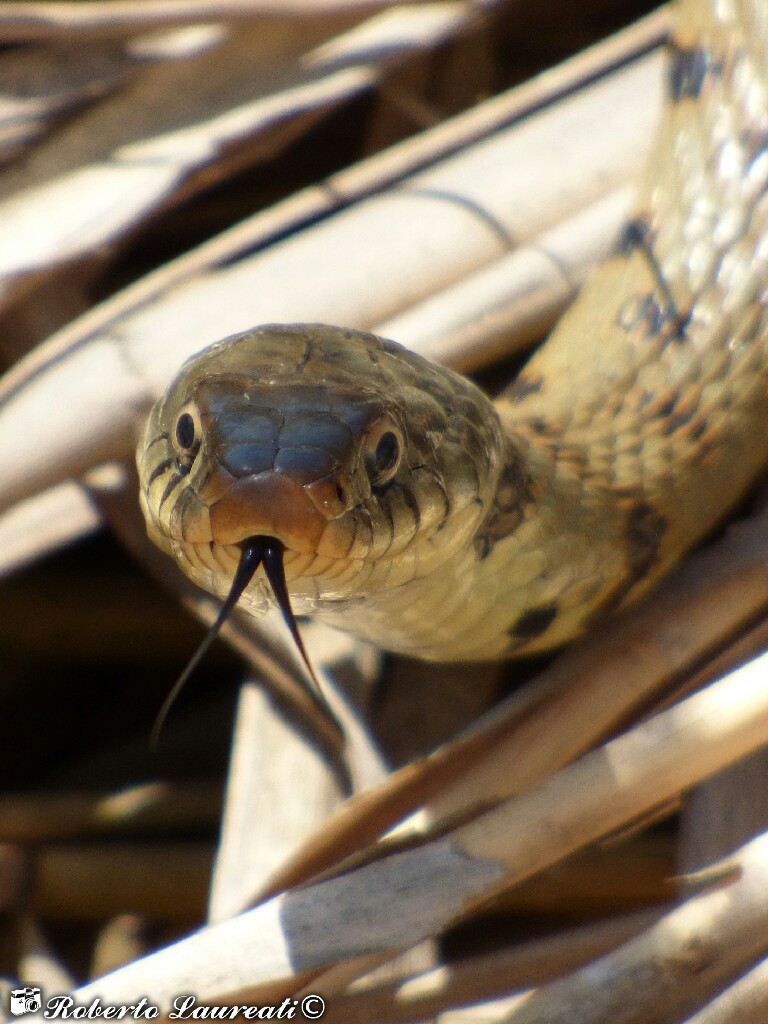 Grass Snake (Natrix Natrix)