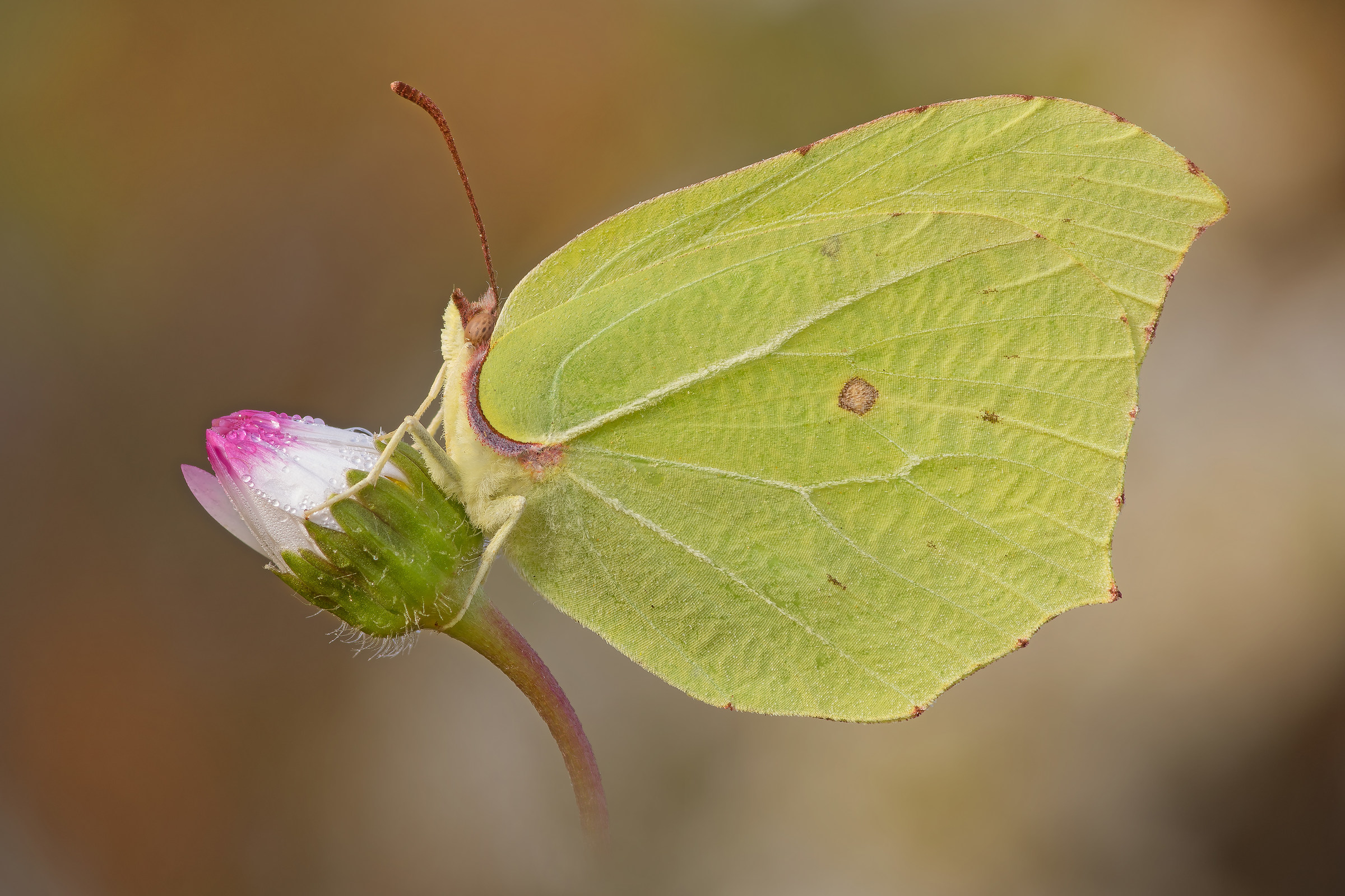Gonepterix rhamni - Cedronella