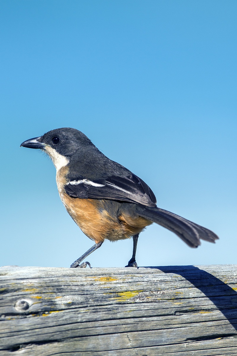 Pending identification