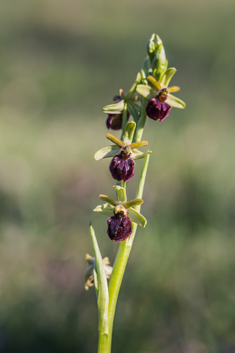 Ophrys sphegodes