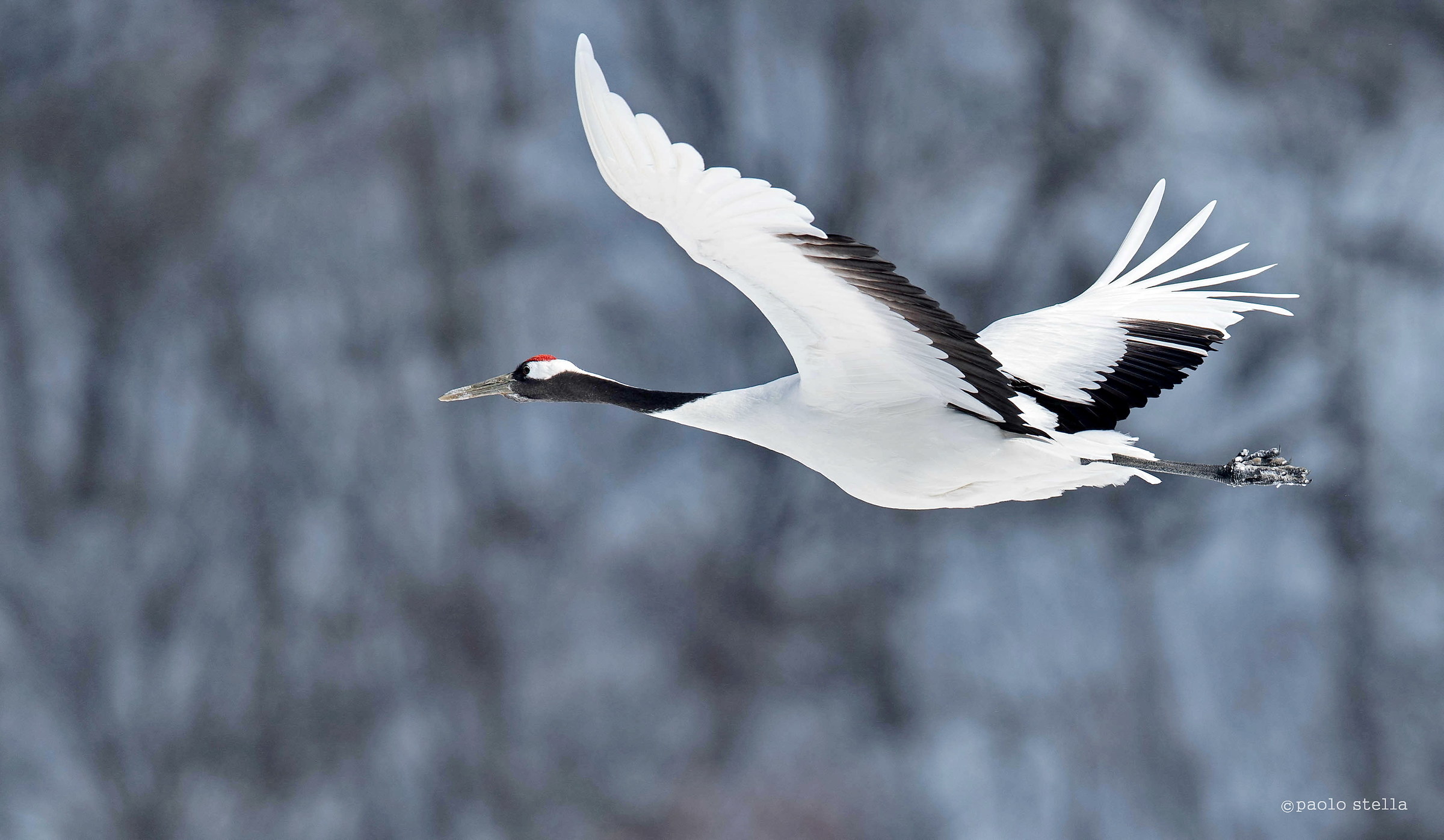 Japanese Crane on the fly