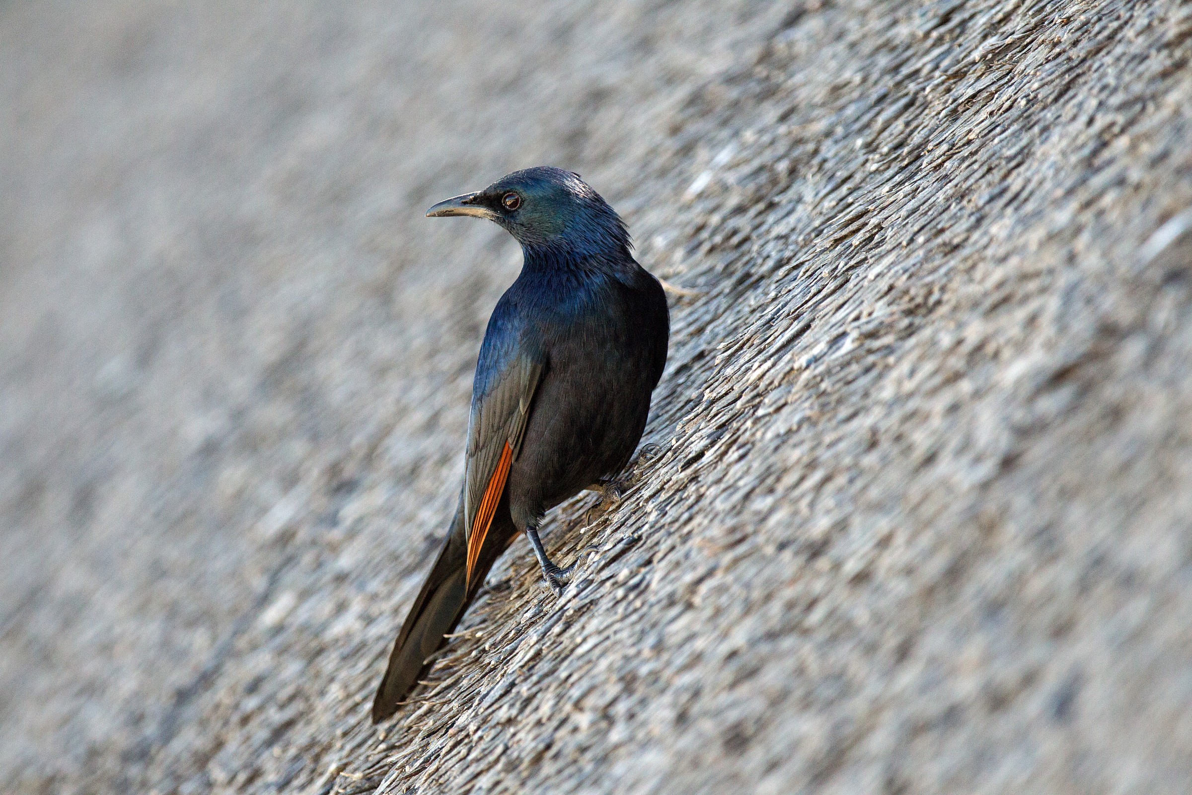 Reversal of red-winged