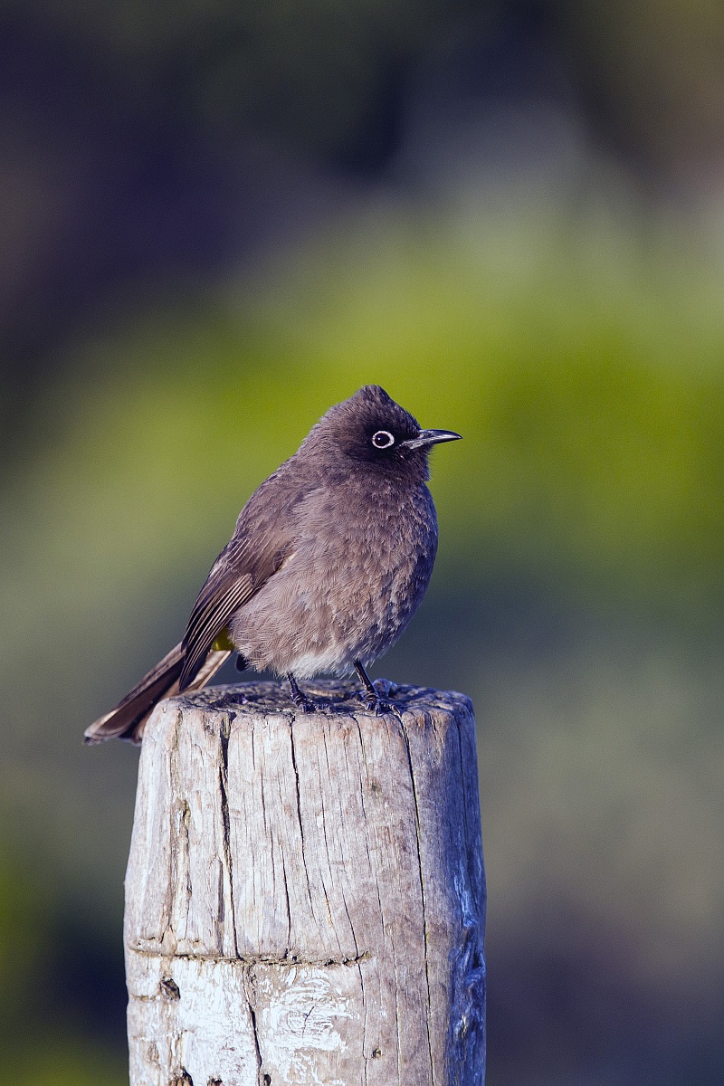 Cape bulbul