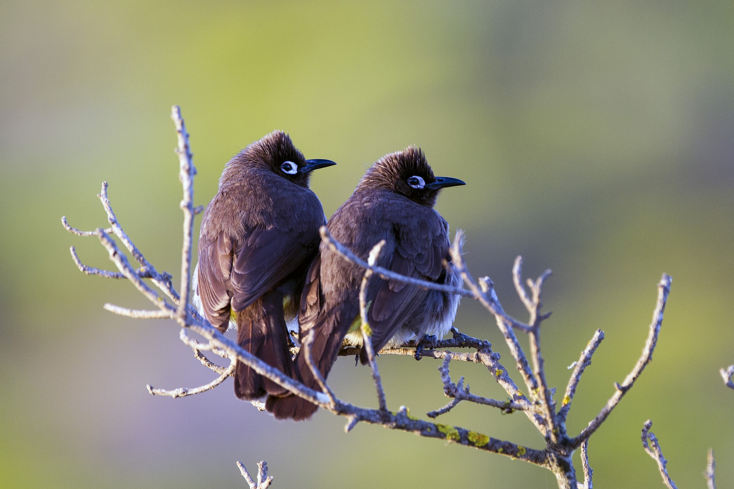 Cape bulbul