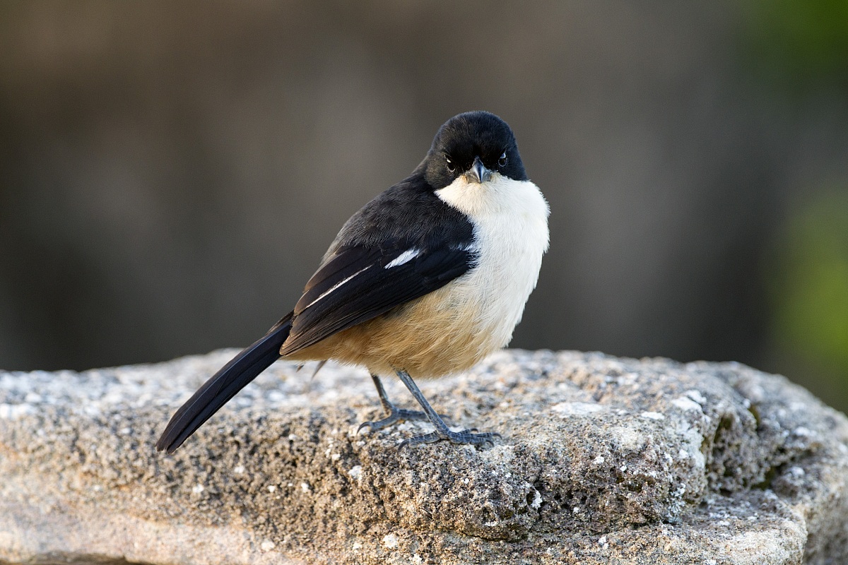 Pending identification