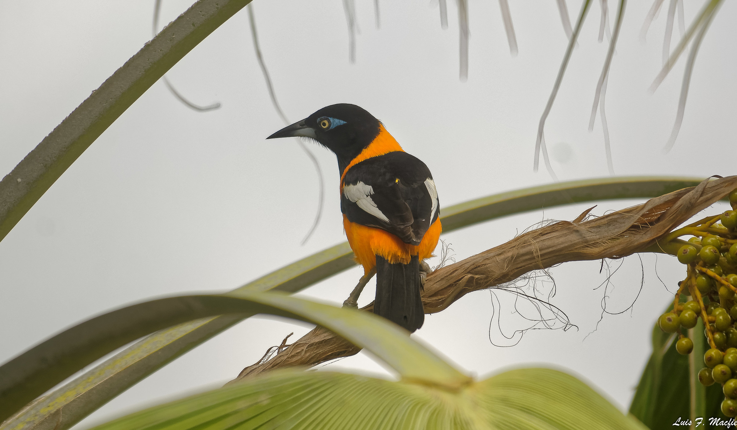 Venezuelana ittero Trupiale / ittero