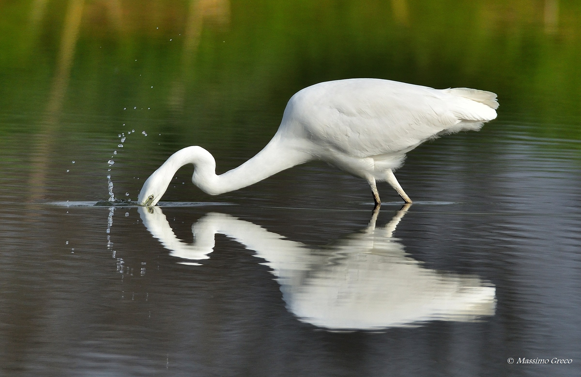 Great Egret