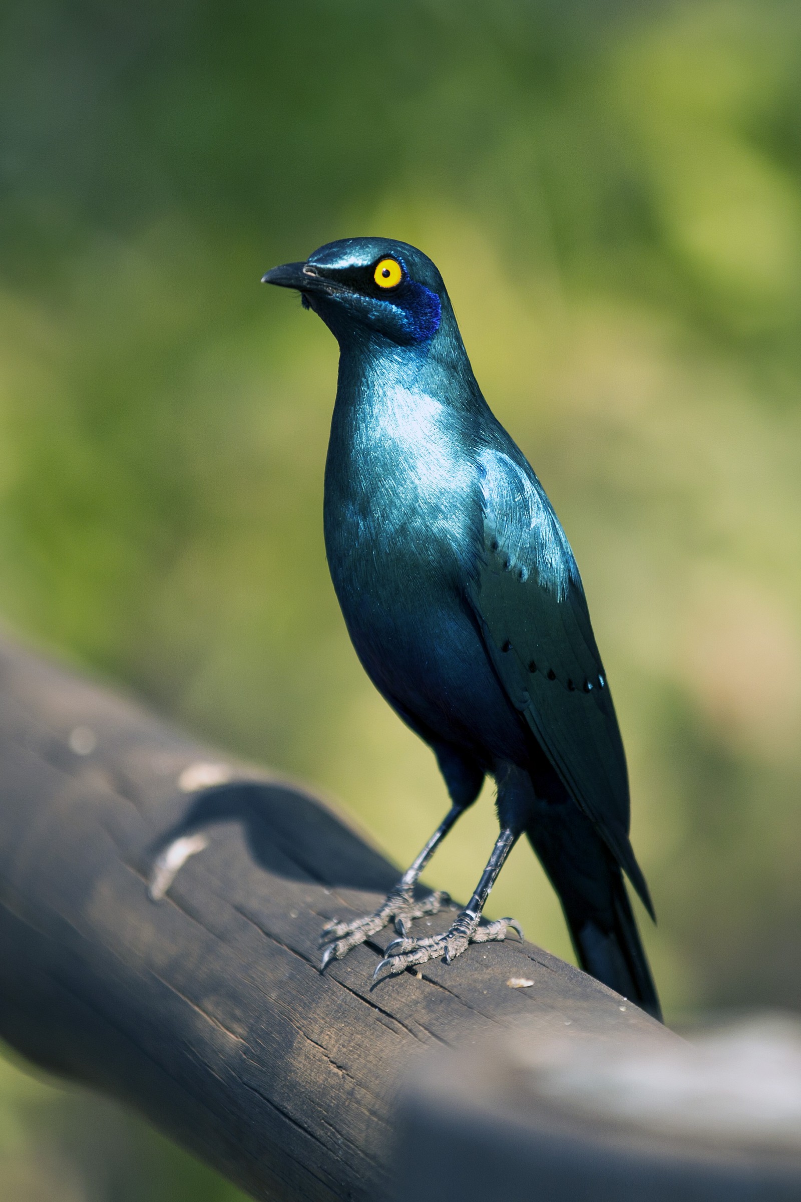 Greater blue-eared Sterling
