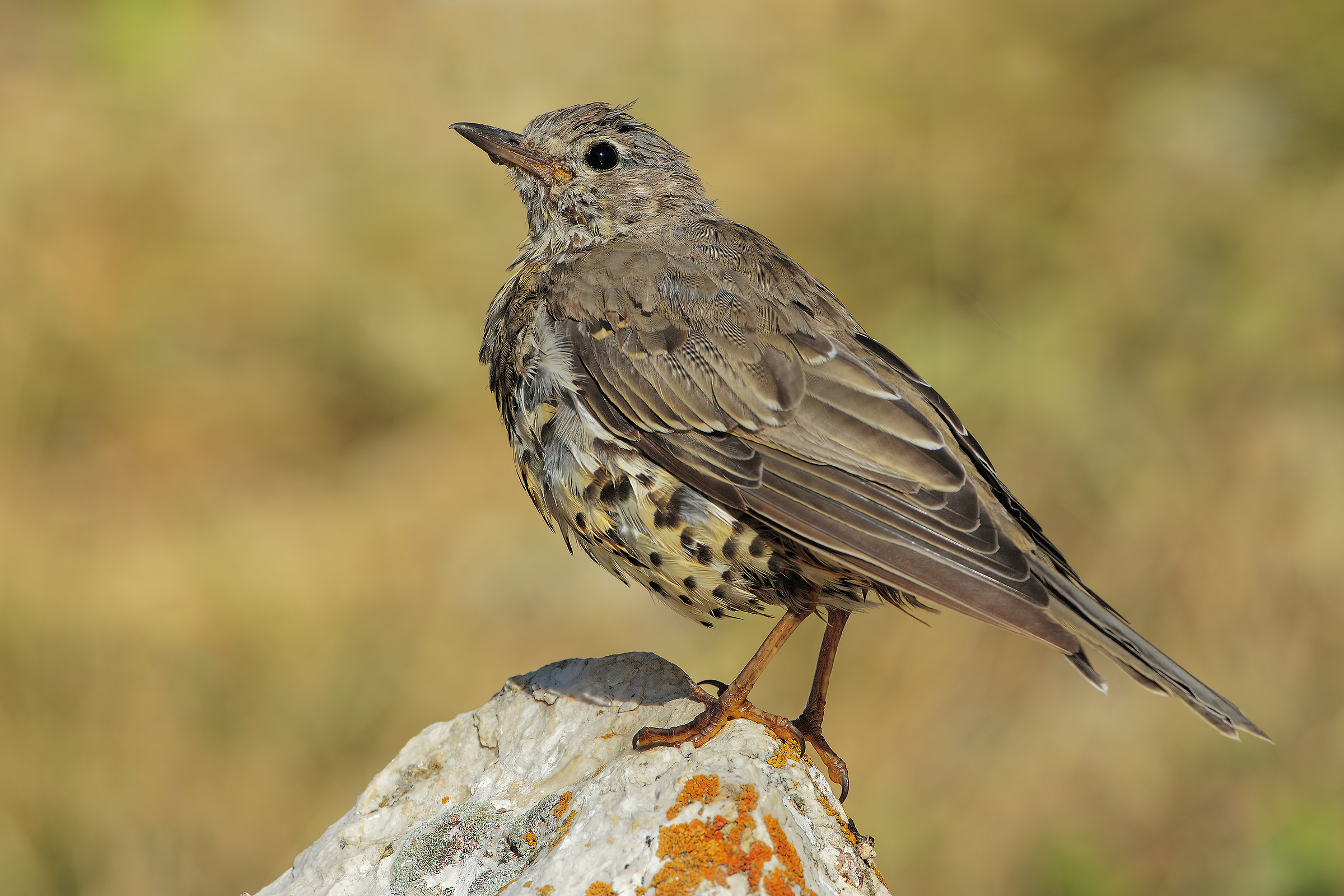 Mistle Thrush