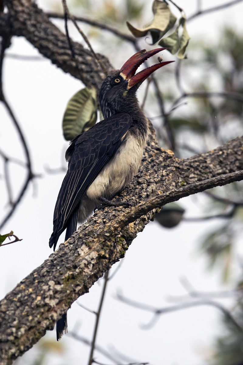 Red-billed Hornbill