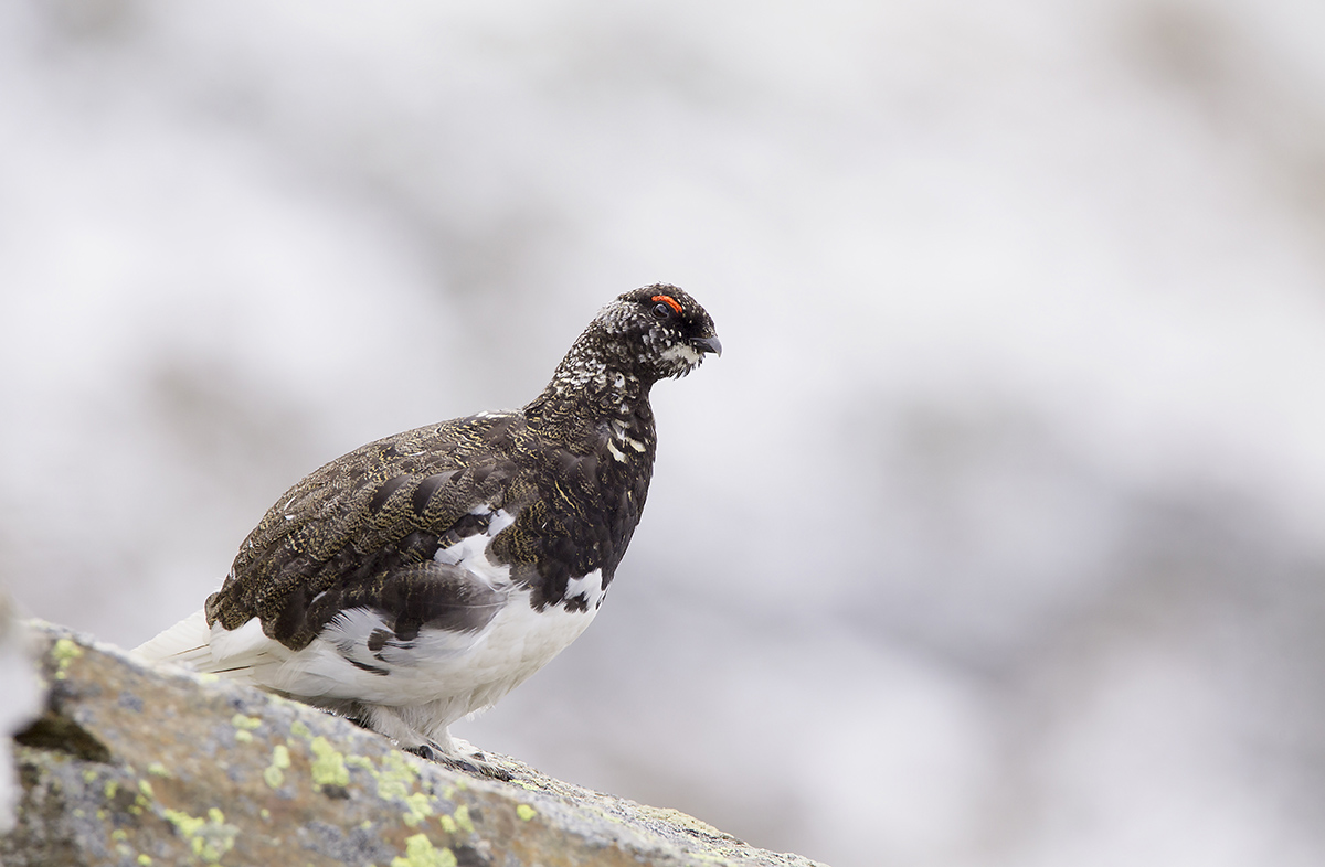 ptarmigan